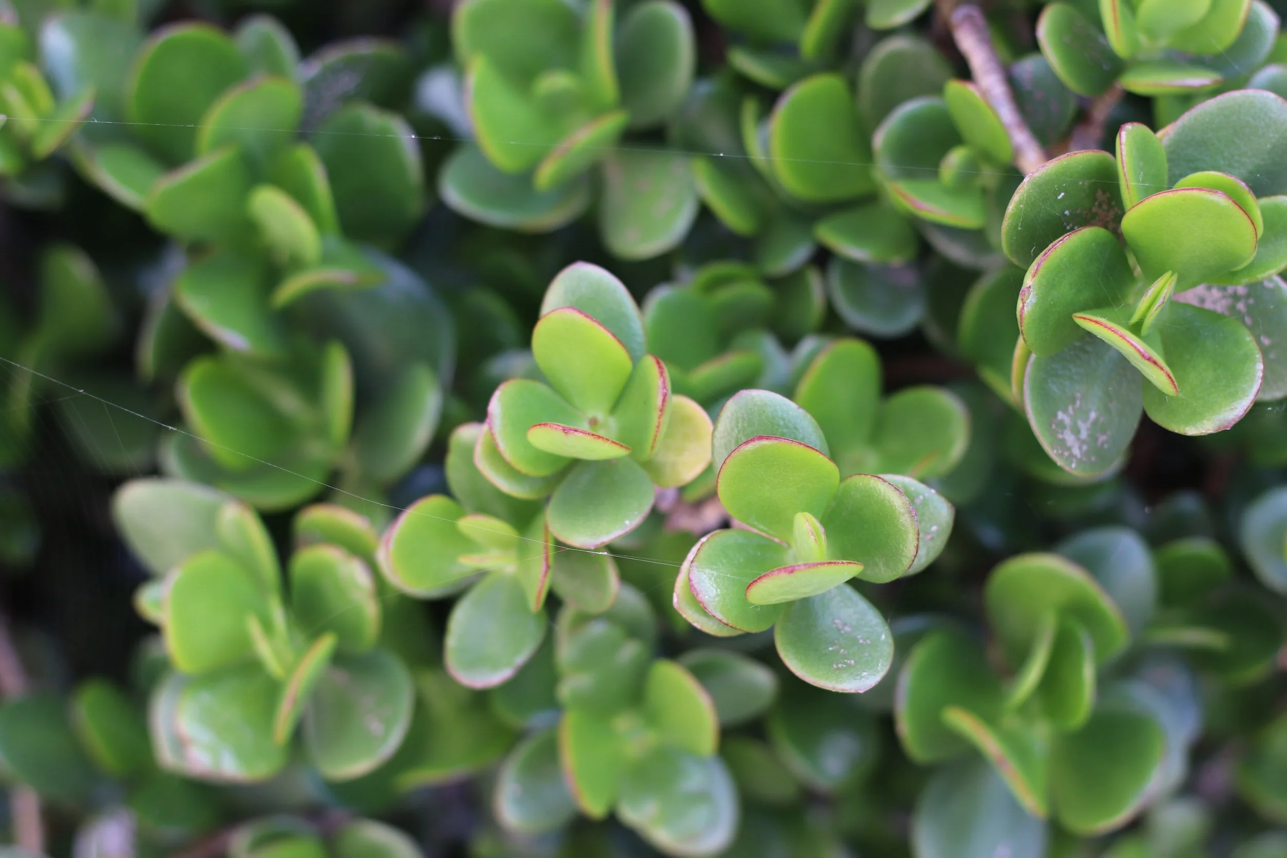 Drought-tolerant sedum lime zinger with bright green and burgundy leaves is ideal groundcover for low-maintenance landscapes.
