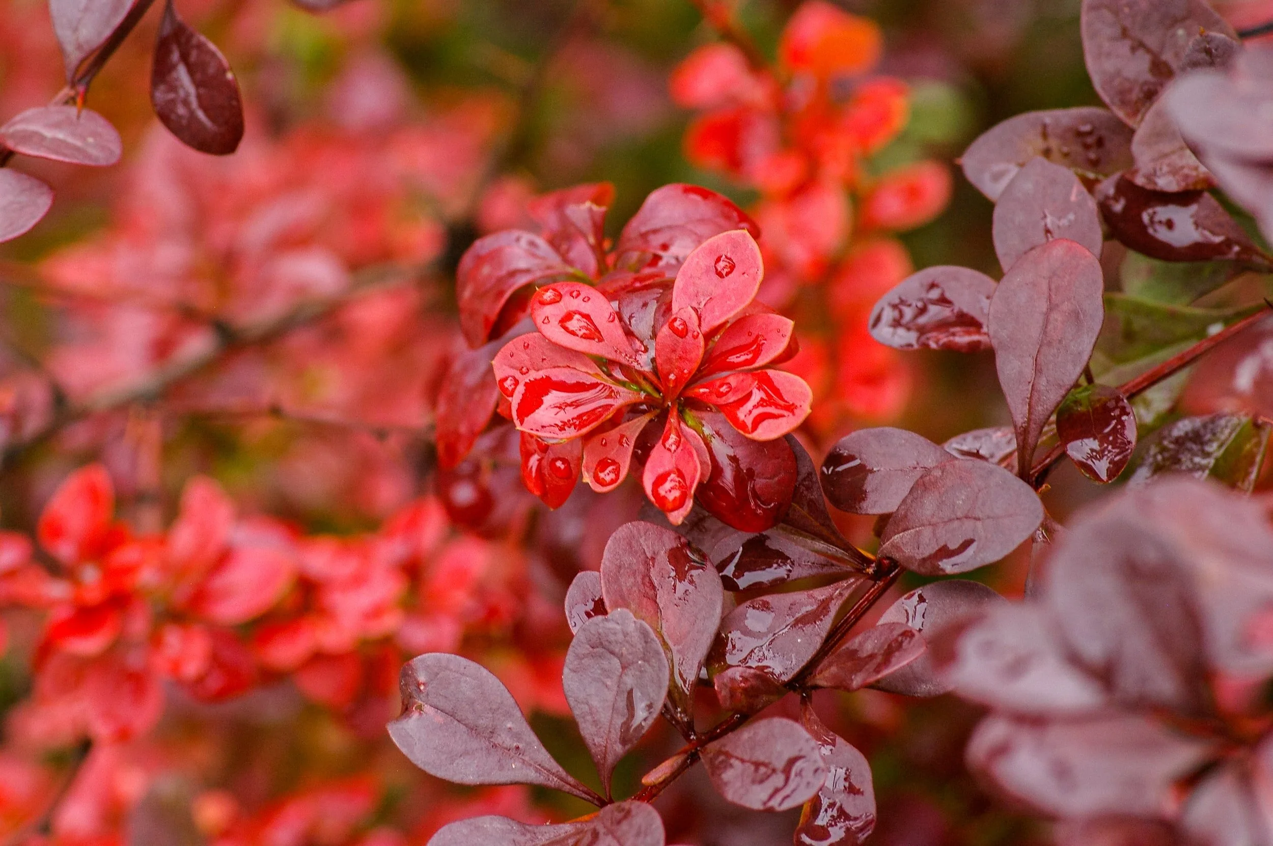 Our fast-growing emerald carousel barberry shrub glows yellow in spring, deep green in summer and reddish purple in fall.