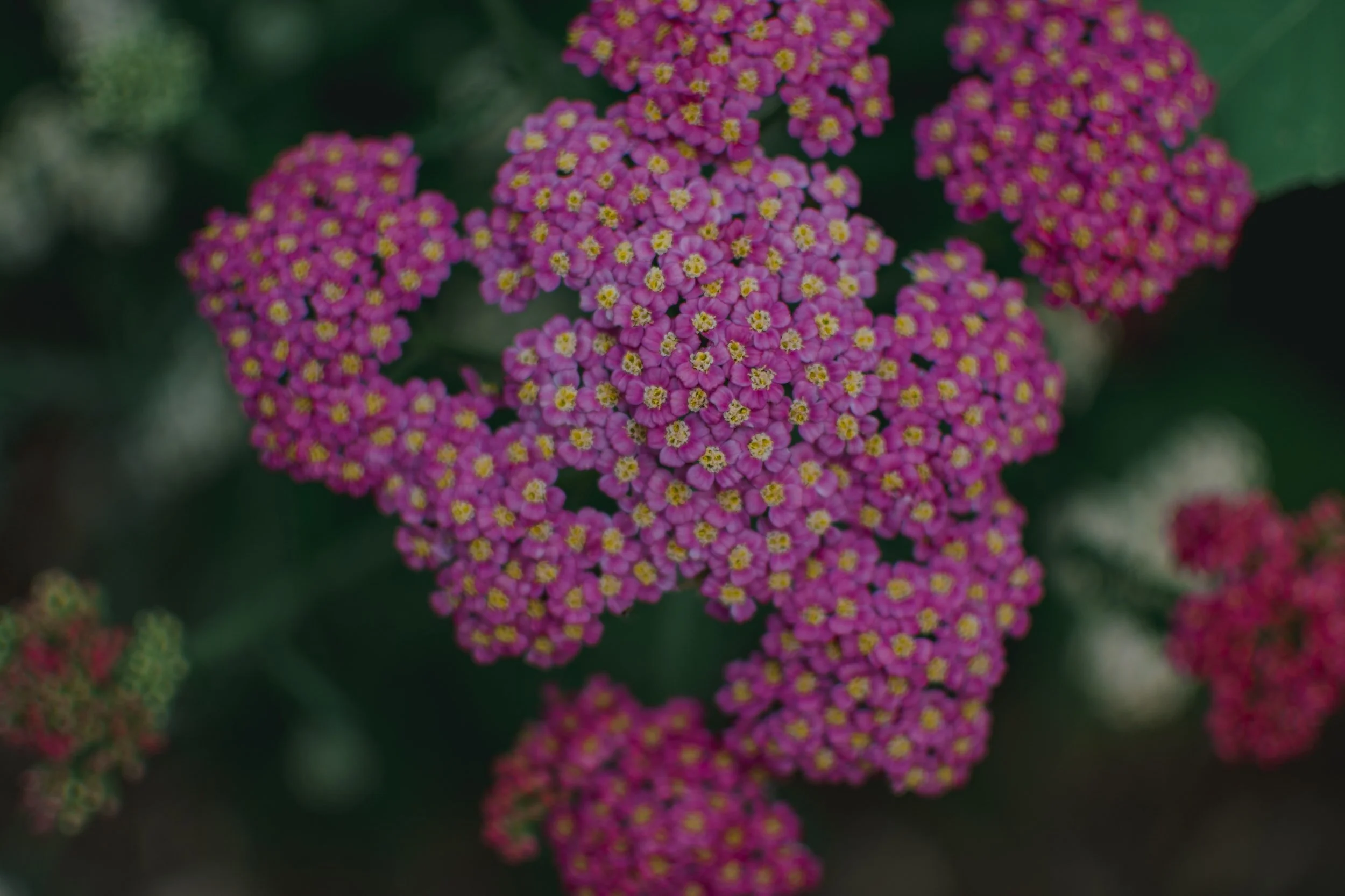 Junior’s Mix Yarrow (Achillea) is a drought-tolerant, flowering perennial adorned with blooming clusters and fern-like foliage.