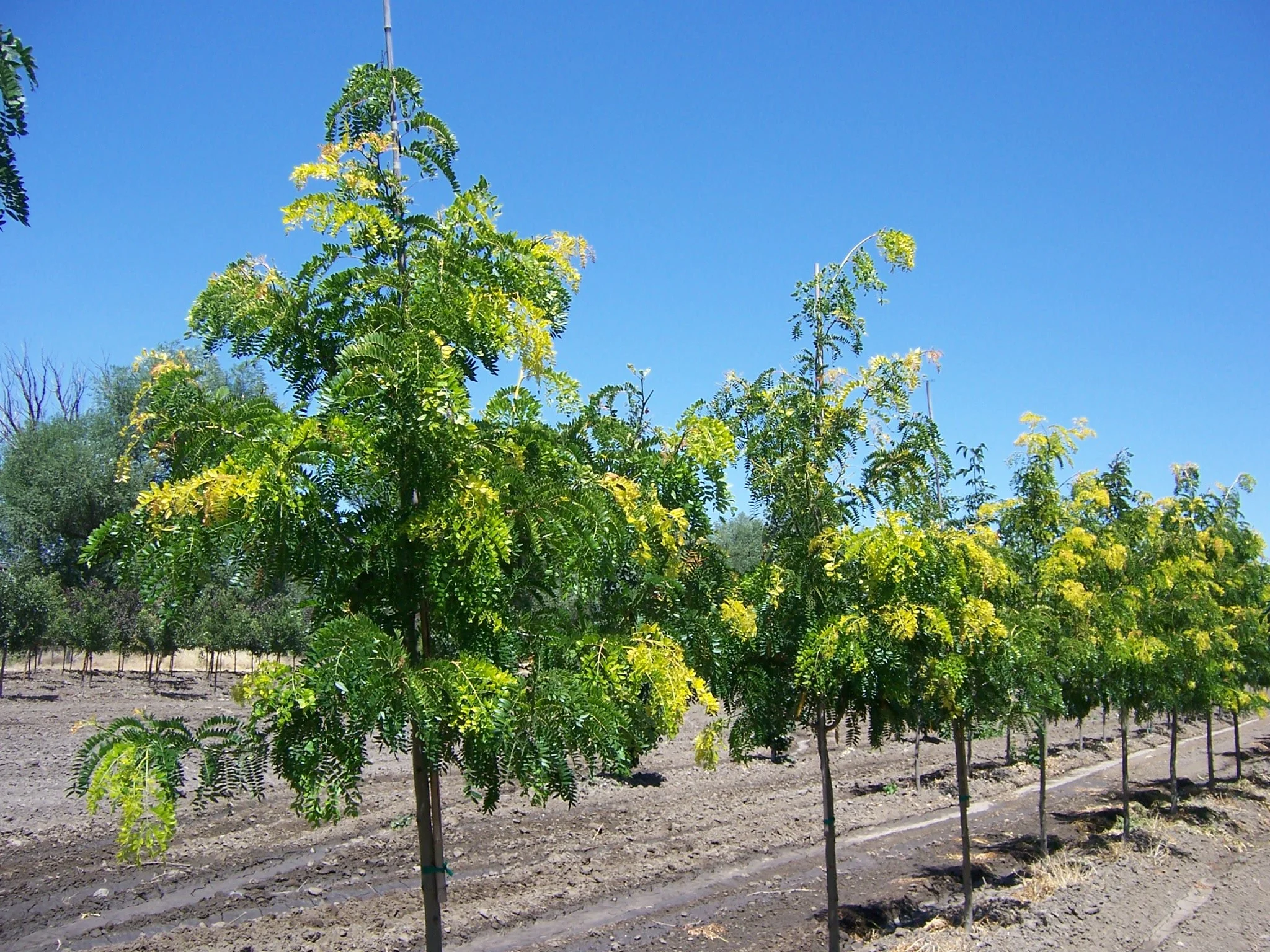 Hardy, resilient ball and burlap (B&B) trees from Willow Creek Wholesale Nursery in Idaho is a great commercial landscape choice.
