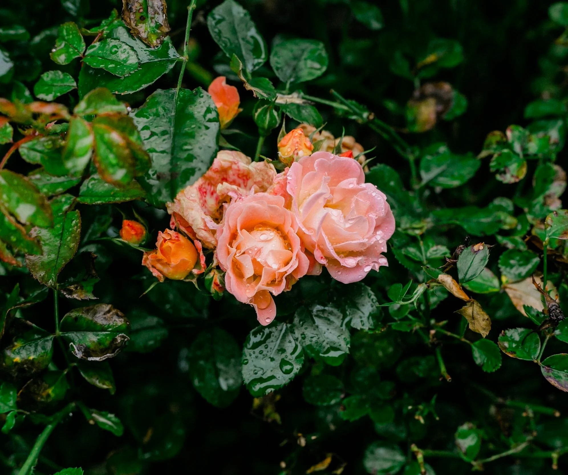 Our blooming Livin’ Easy Rosa with rich coral ruffled petals and moderate, citrus fragrance is an ideal landscape focal point..
