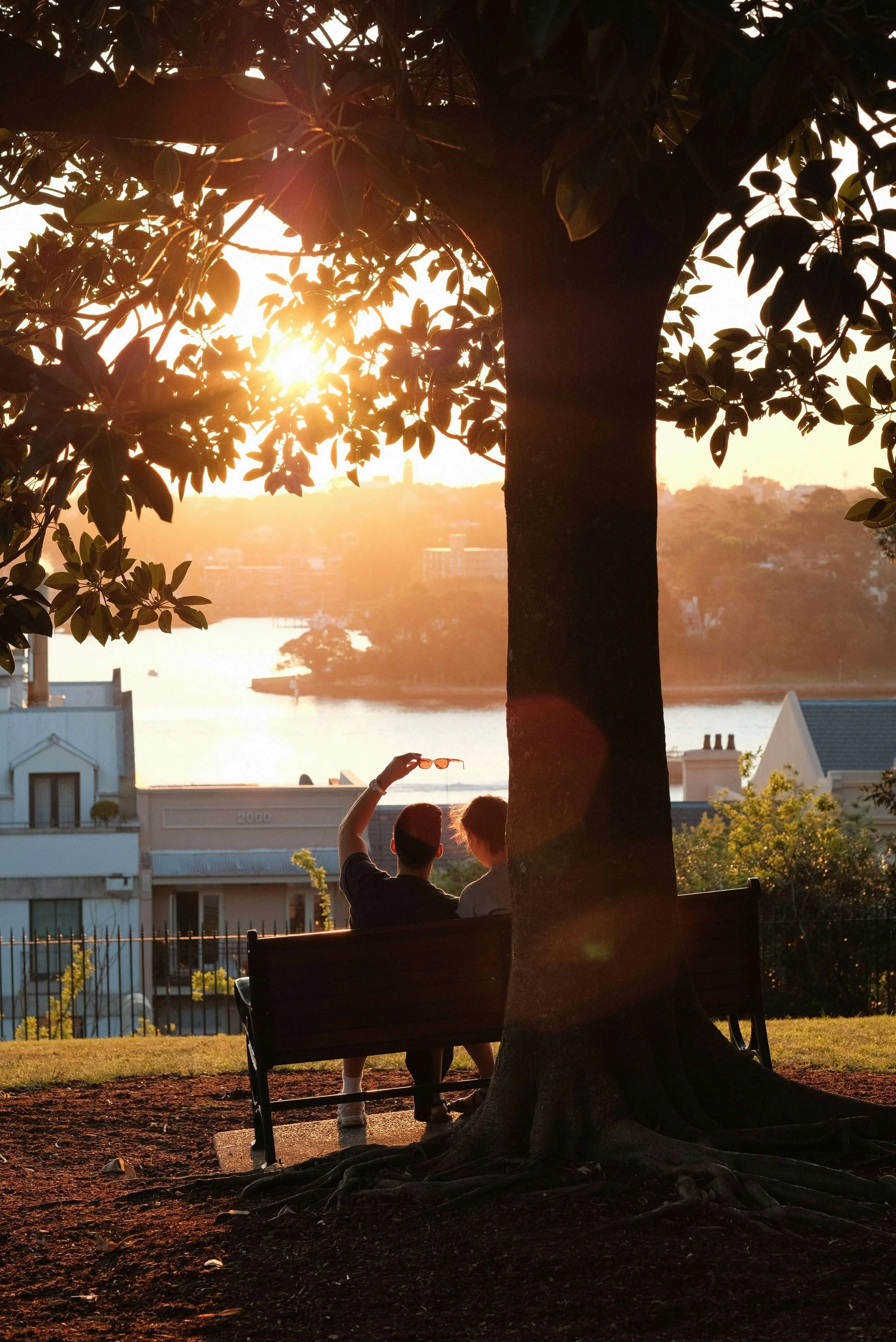 People sitting on a park bench under a large tree during sunset, taking a photo of the sunset.
