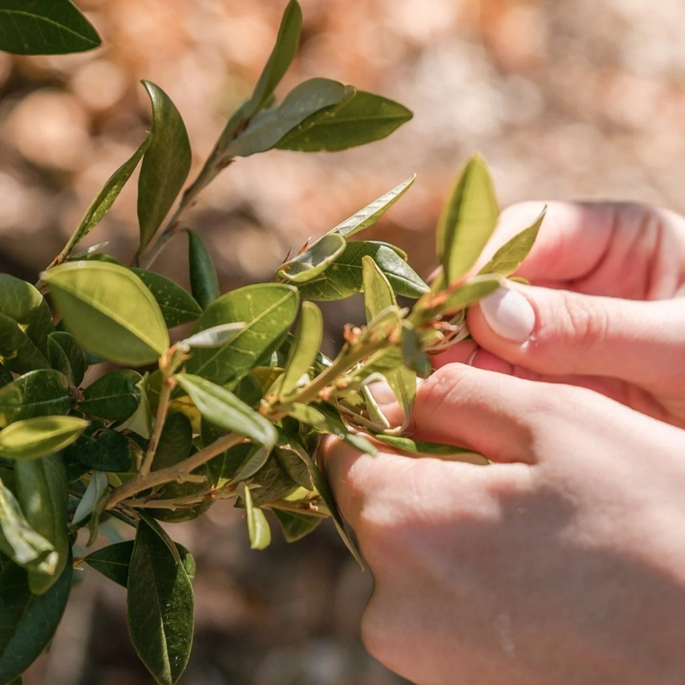 Close-up of a person's hands pruning a leafy green shrub using their fingers and thumb.