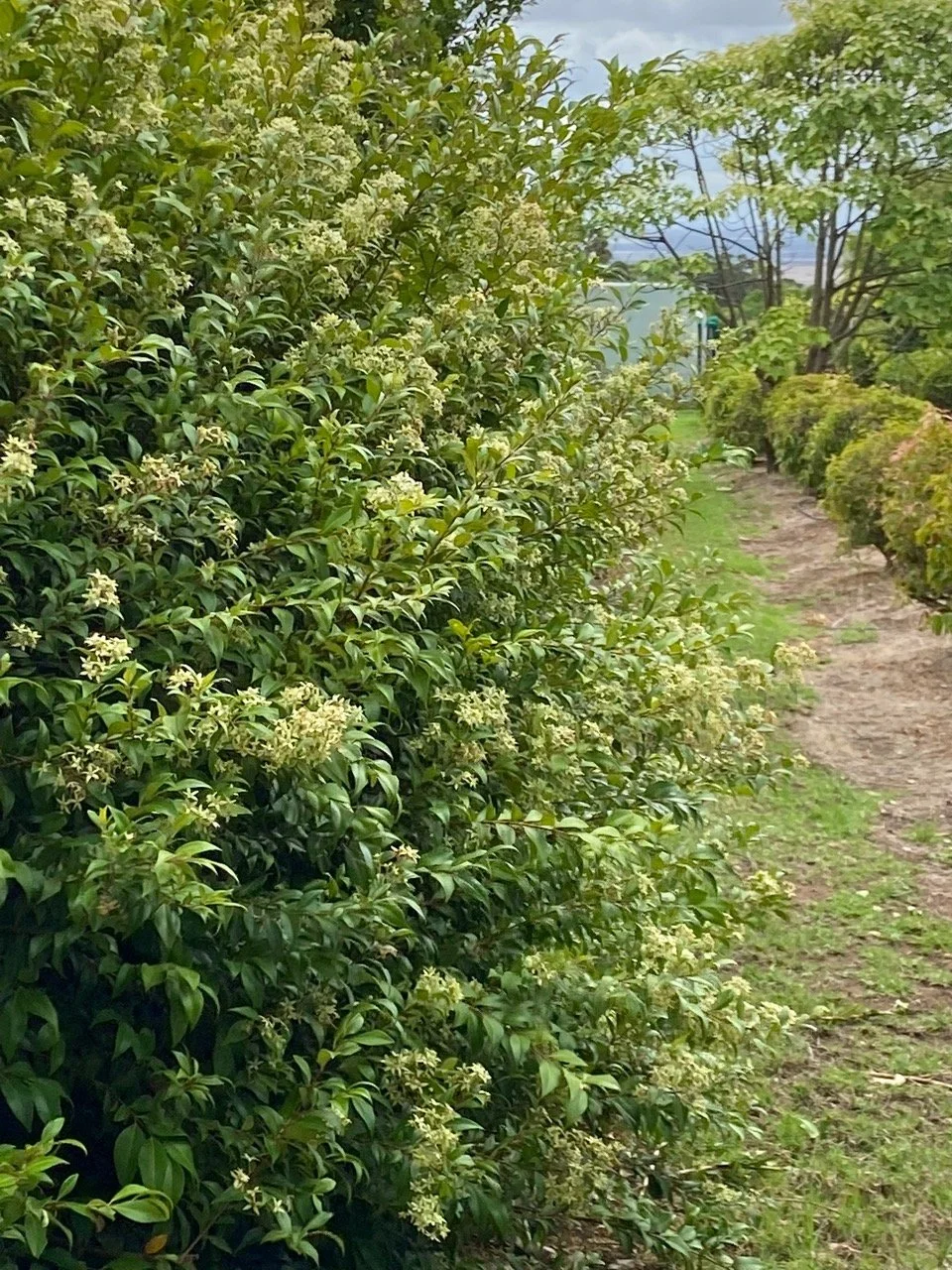 Lemon Myrtle trees