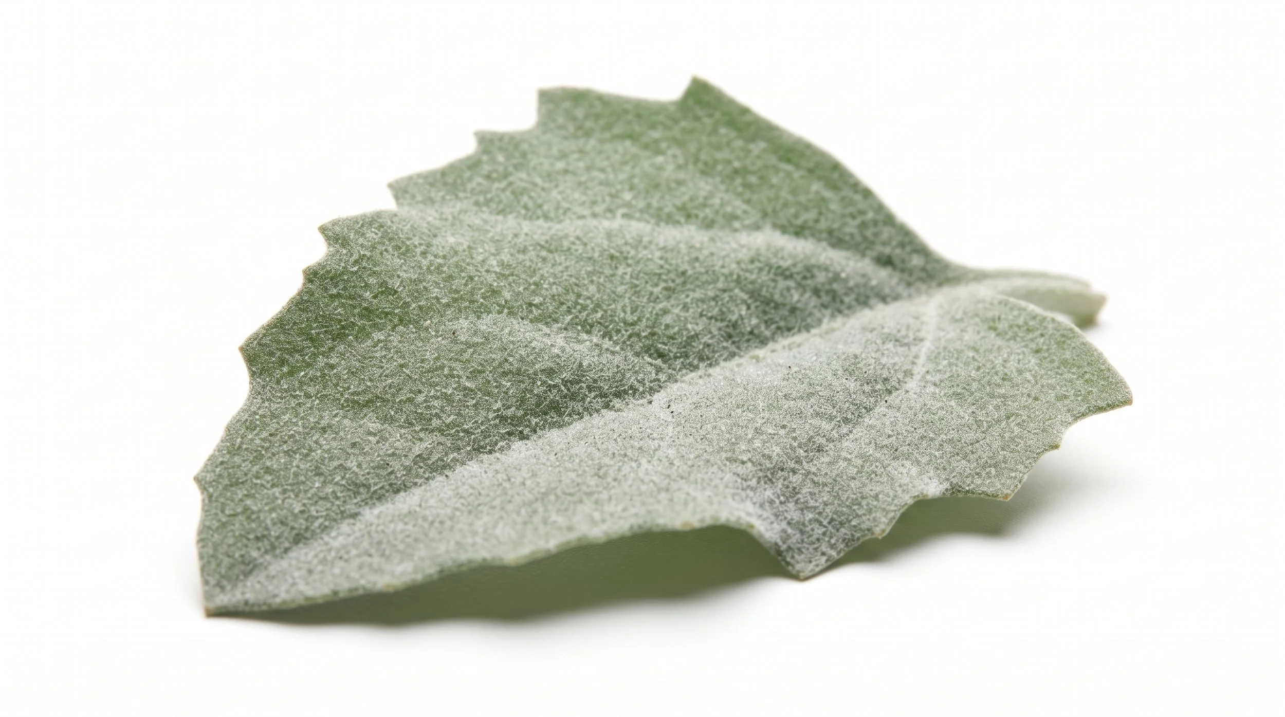 Saltbush leaf