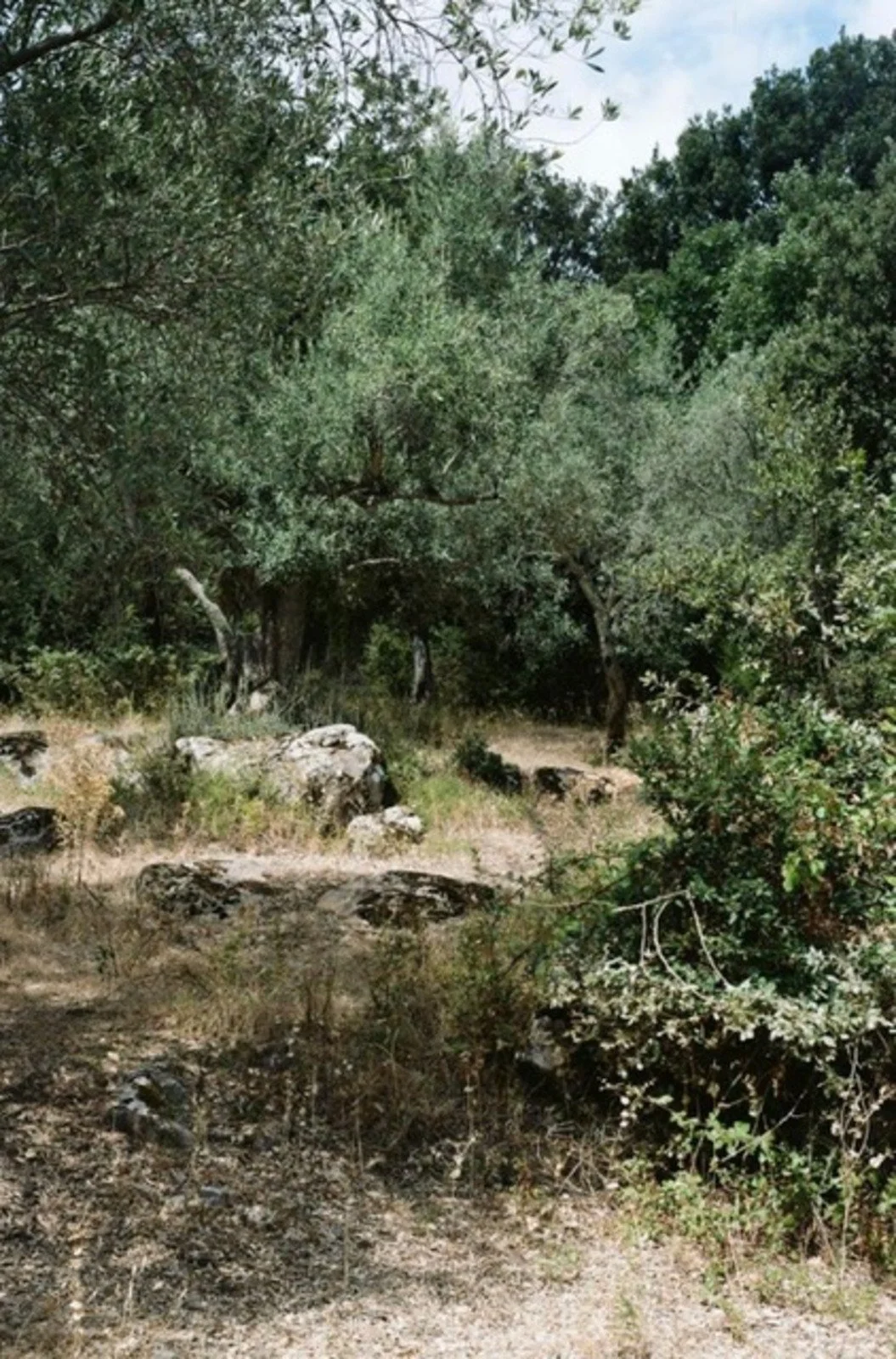 Ozu olive trees
