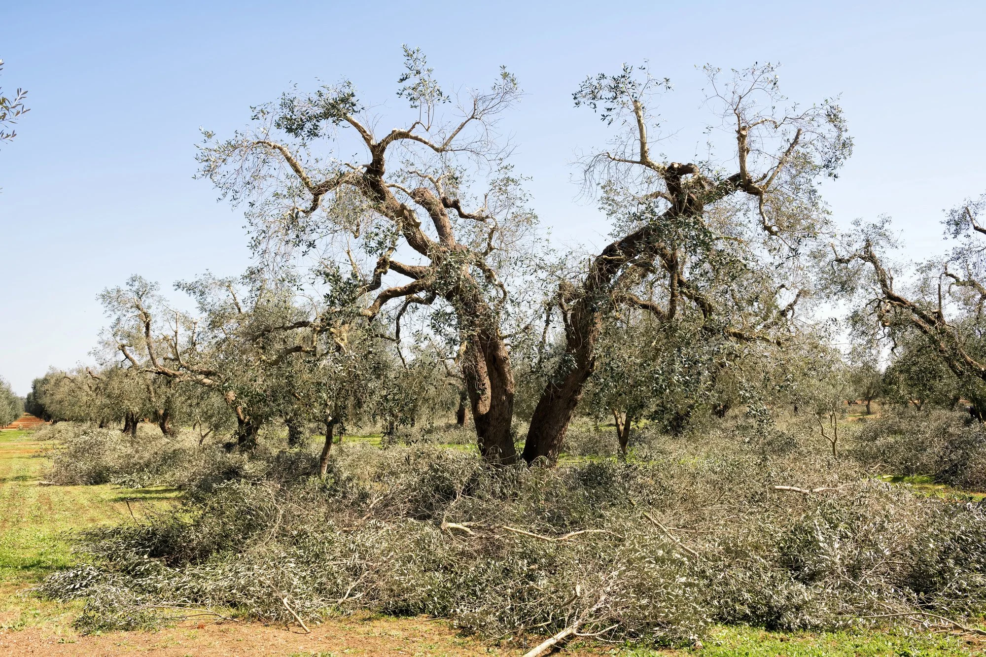 Olive trees being pruned in Salento, Puglia