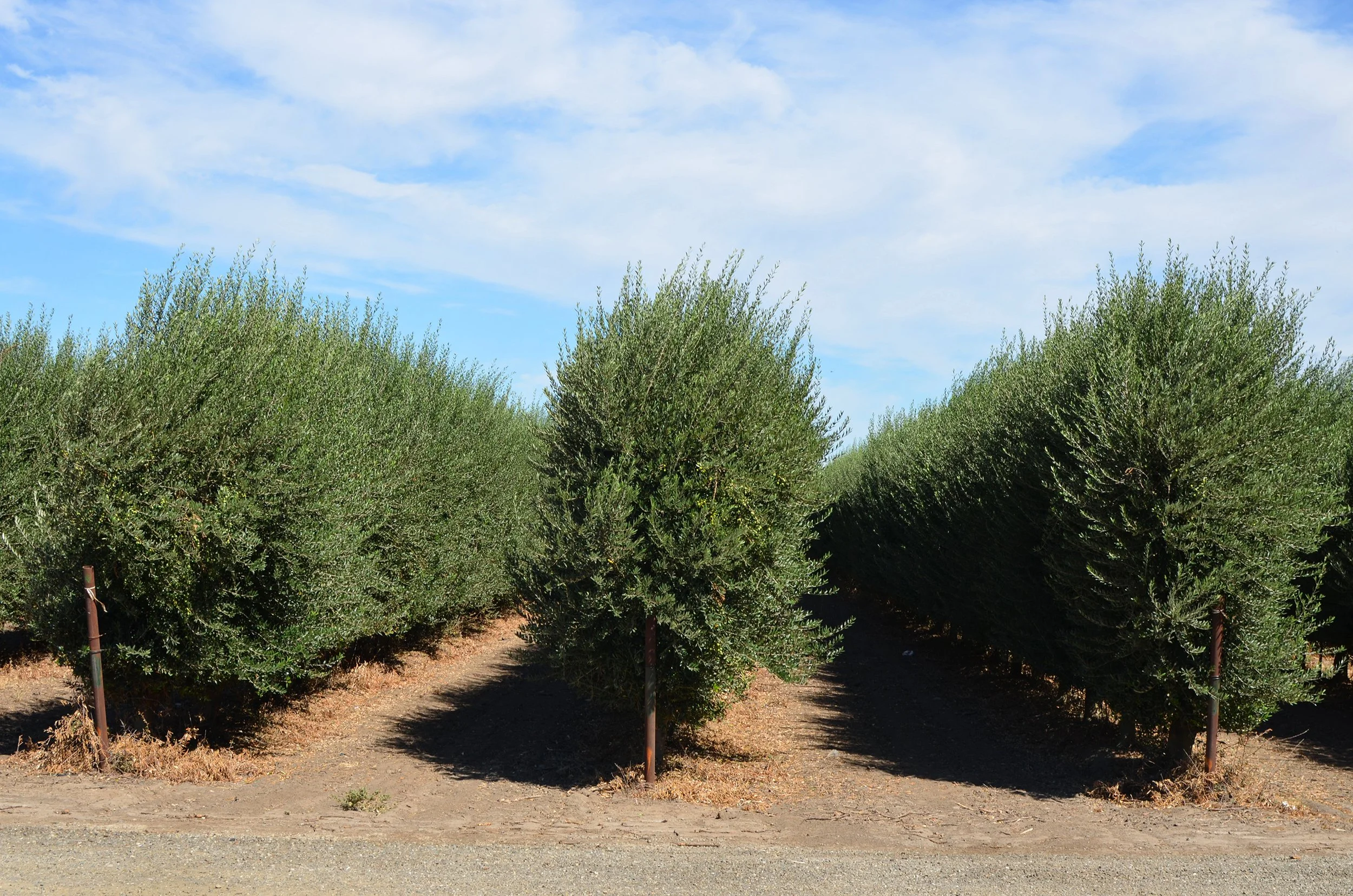 Calivirgin Groves