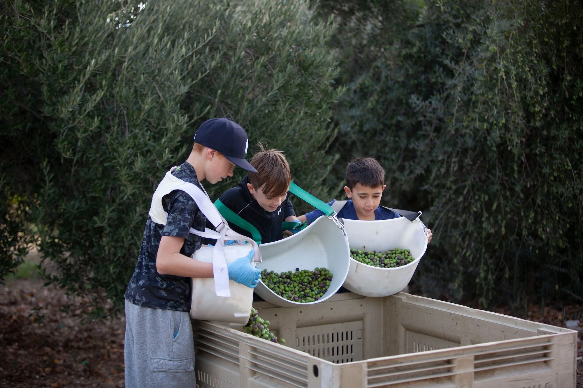 Younger DeAnza Club members help kick off olive harvest at Purple Orchid Resort & Spa