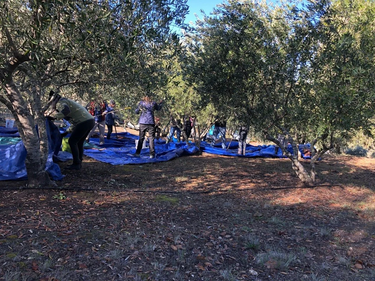 Gleaning In the Olive Oil World