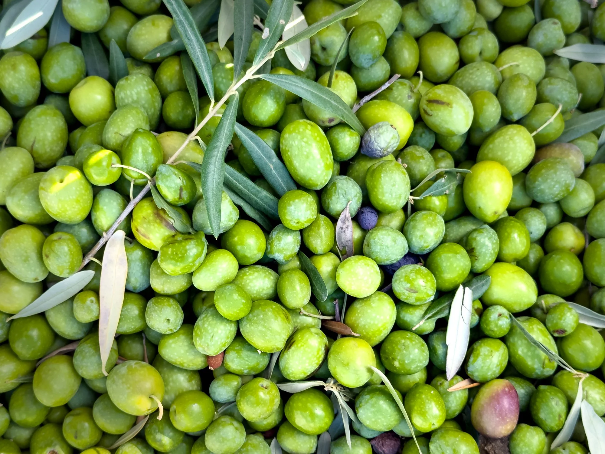 How Olive Oil Changes Through the Harvest Season