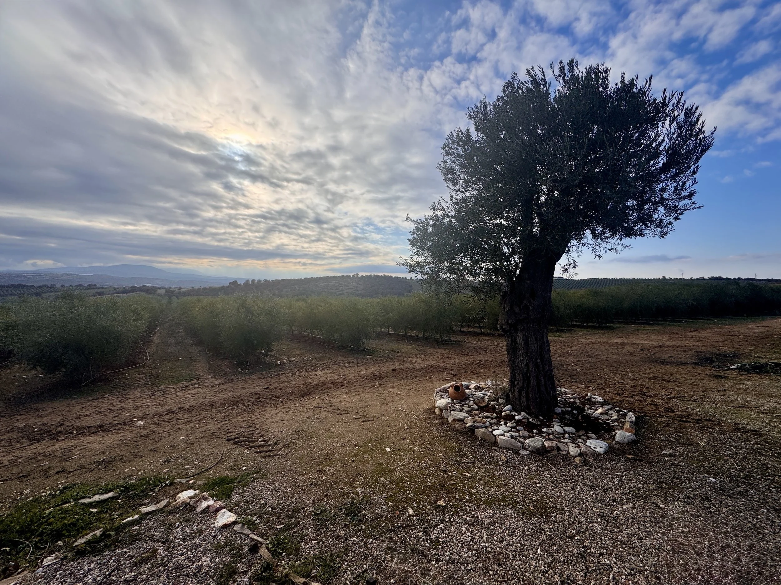 4 Great Turkish Olive Oil Producers