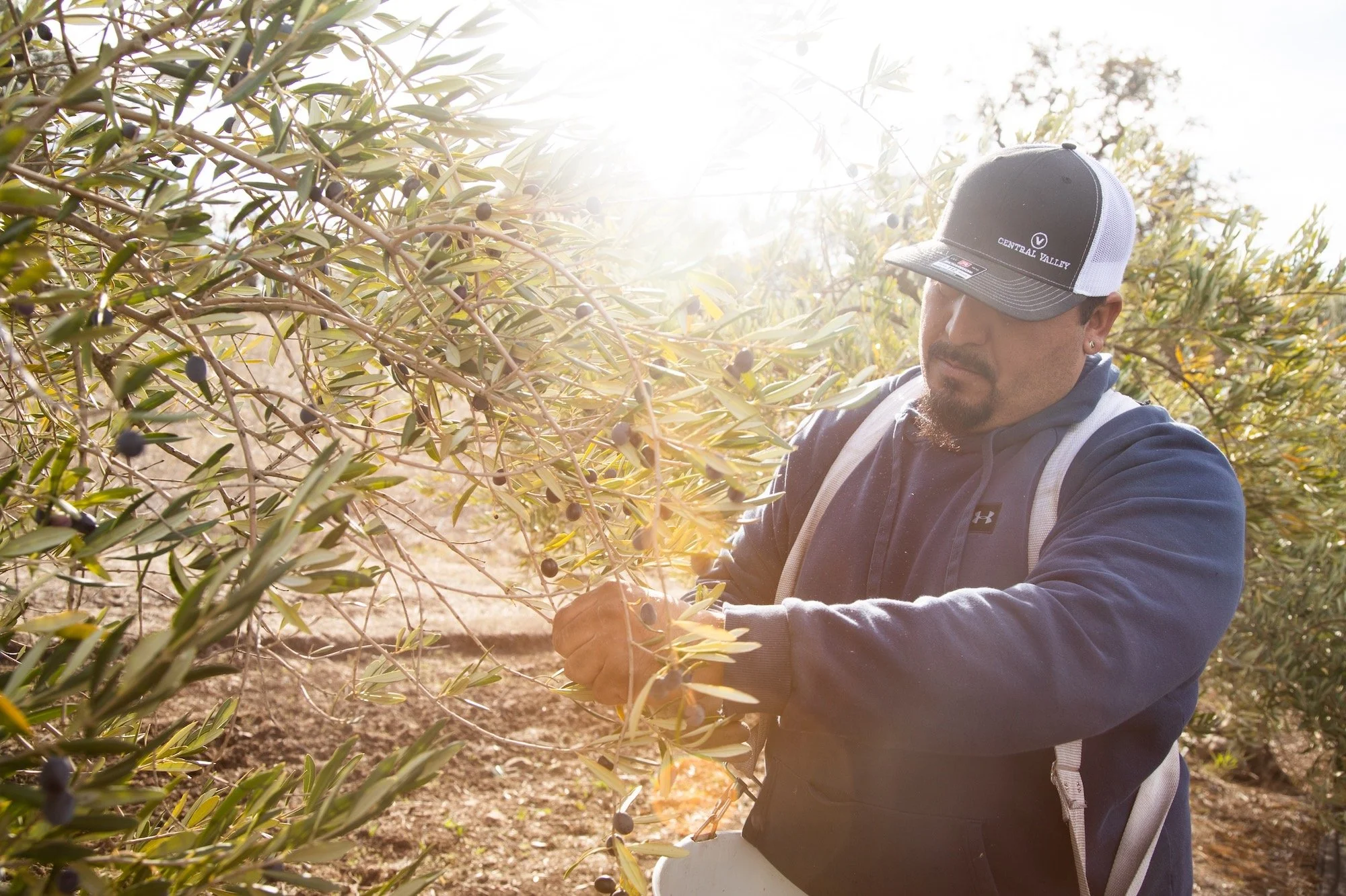 5 Sonoma Wineries That Make Extra Virgin Olive Oil