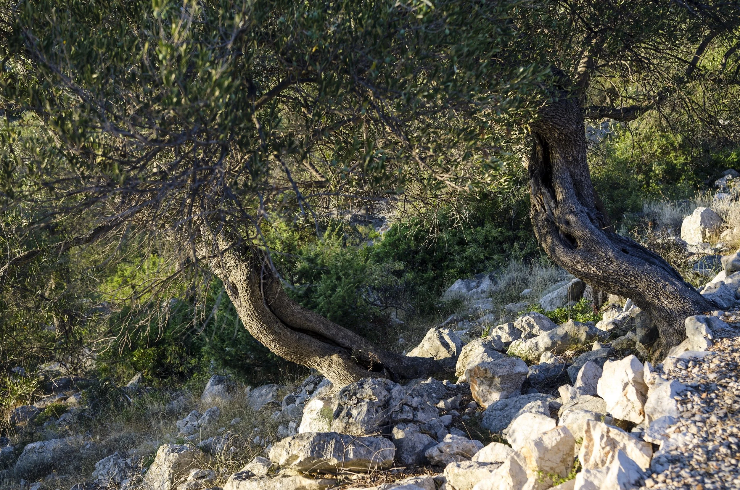 Wild Olive Oil: The Next Big Thing?
