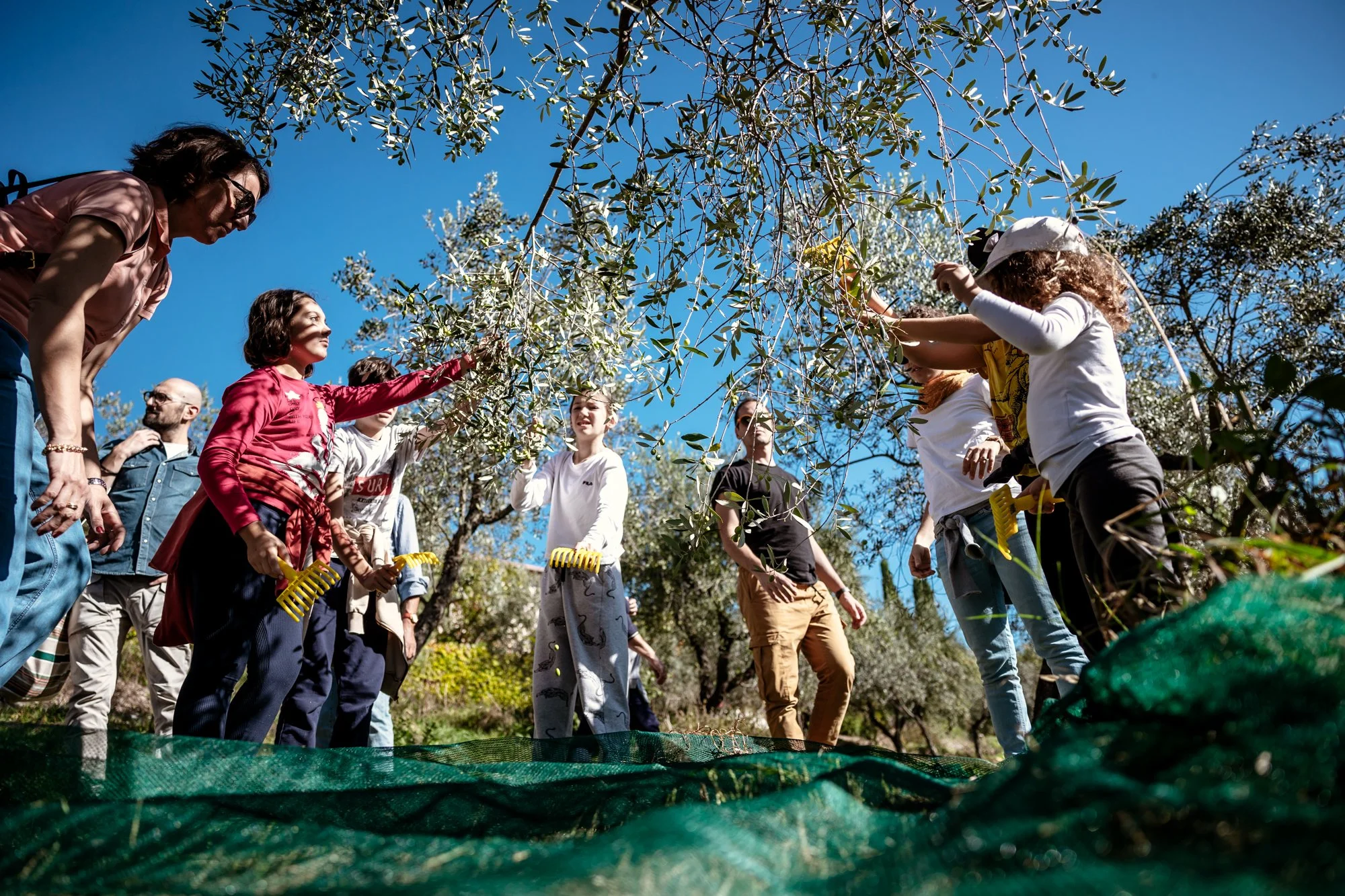 The Best Places to Experience the Olive Harvest Season in Italy