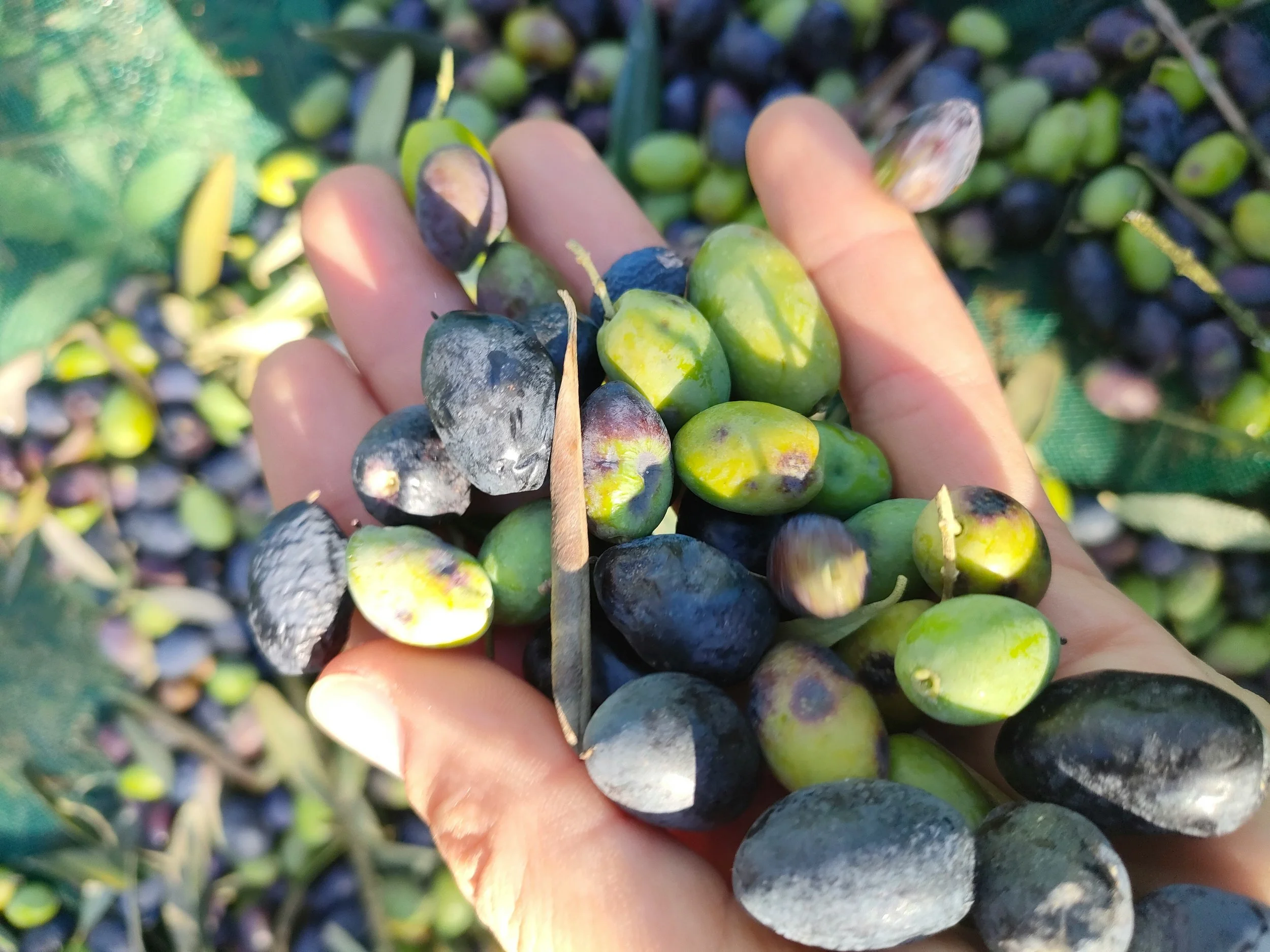 Do High Olive Oil Polyphenol Counts Actually Matter?