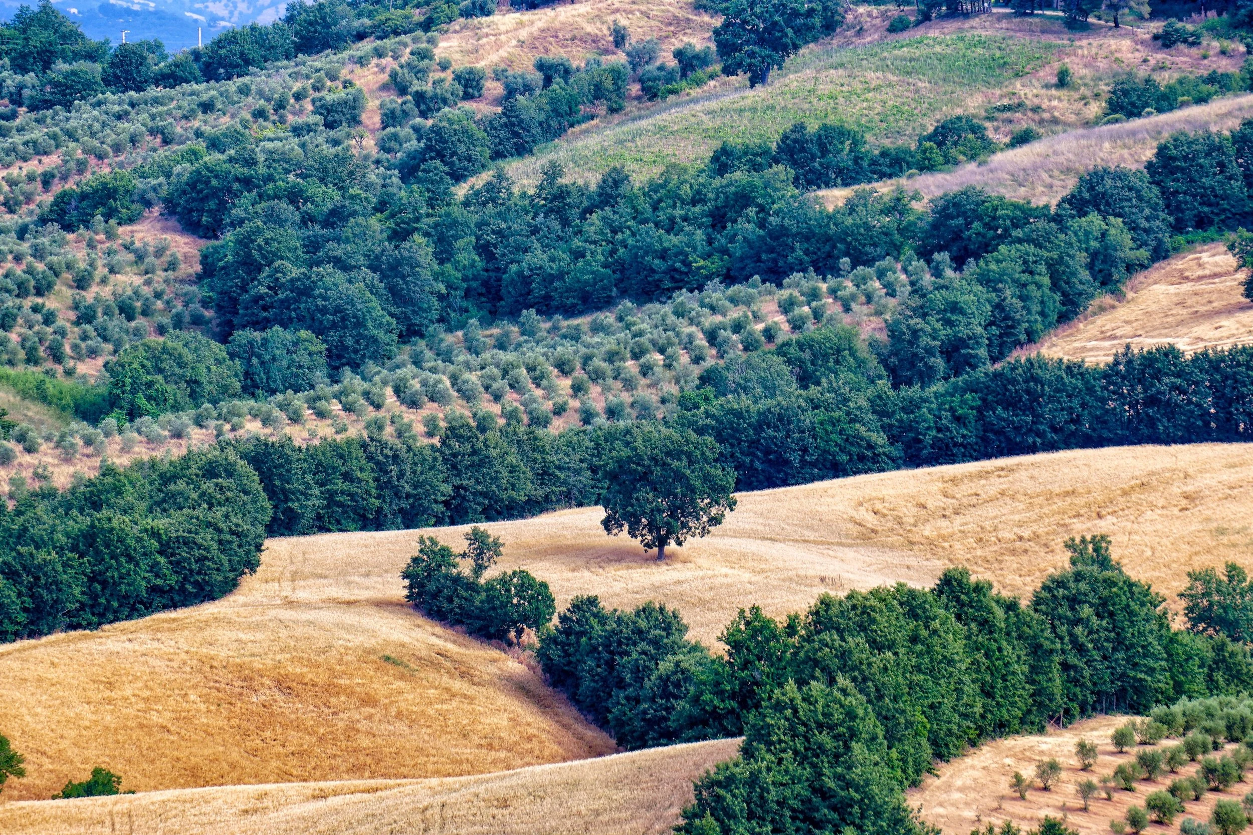 Olive groves at Fattoria La Maliosa