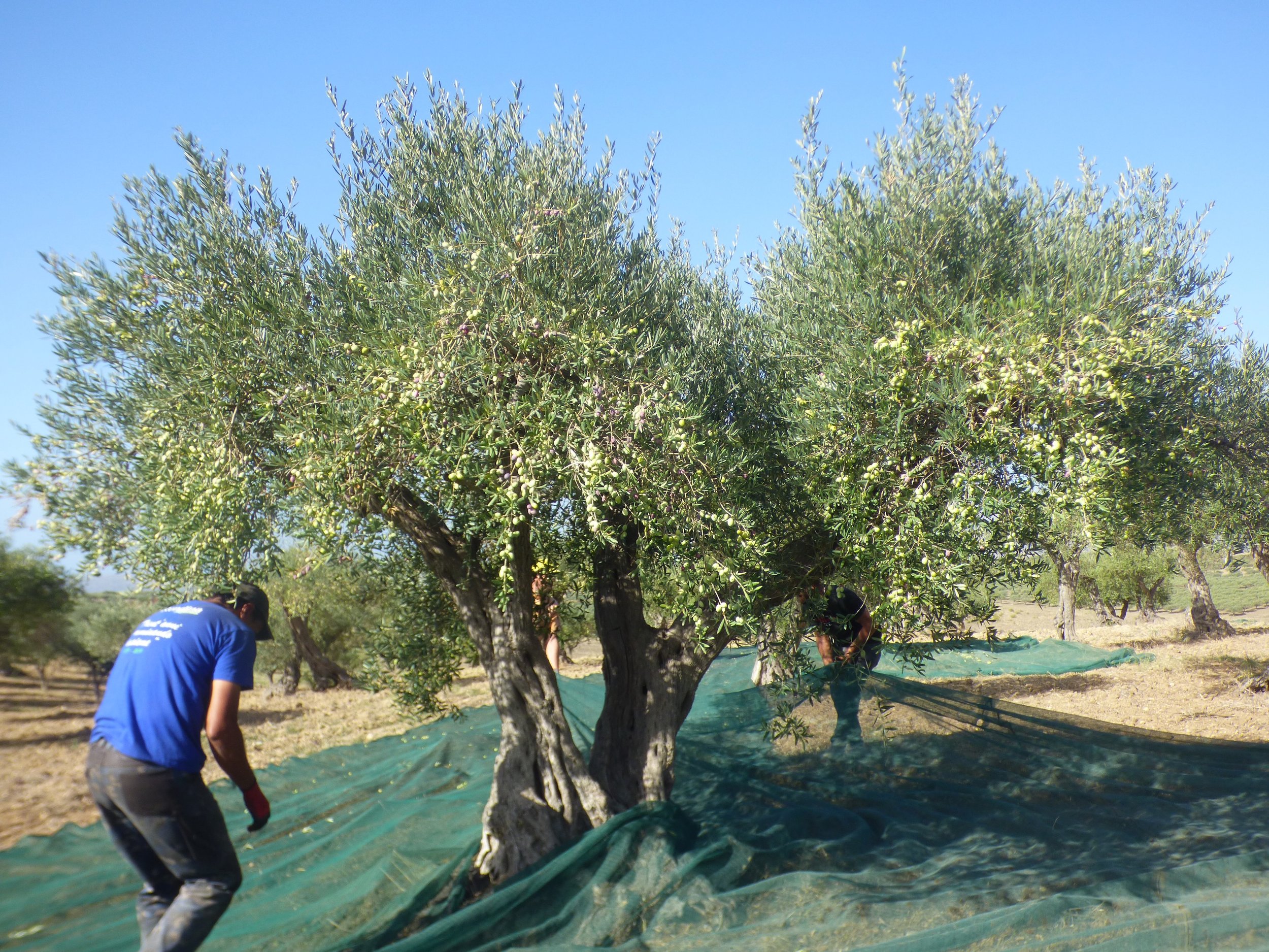 Harvesting olives