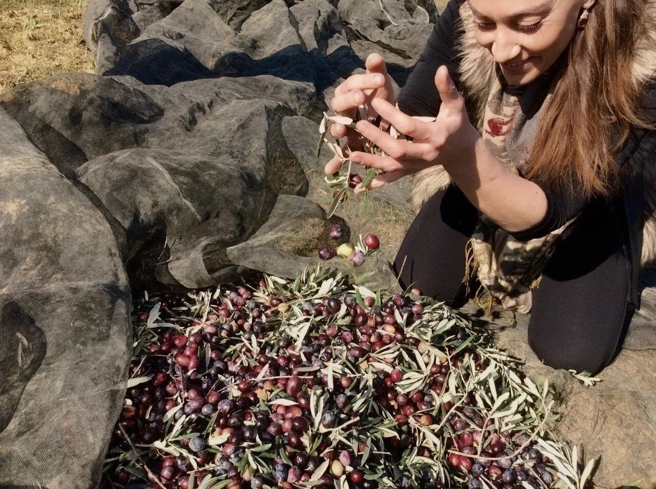 Just picked olives for olive oil