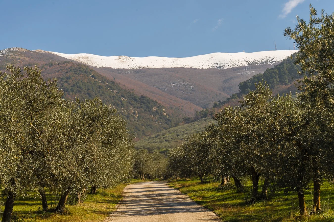 Olive groves at Frantoio Gaudenzi