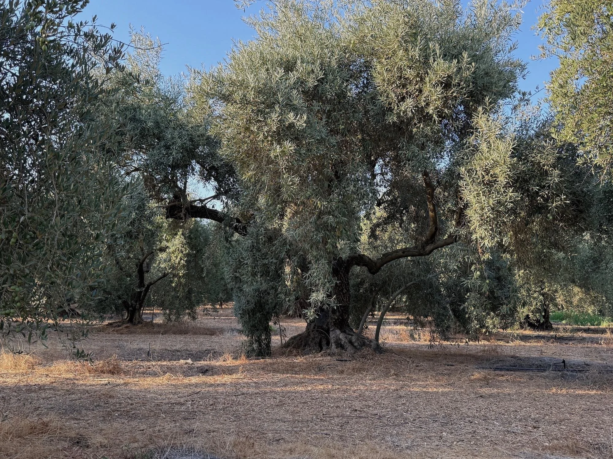 An olive tree on the Olivaia property