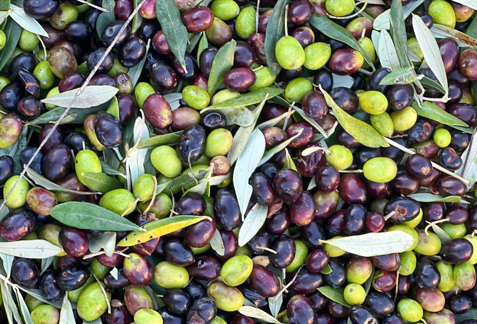 Olives that have been harvested for pressing