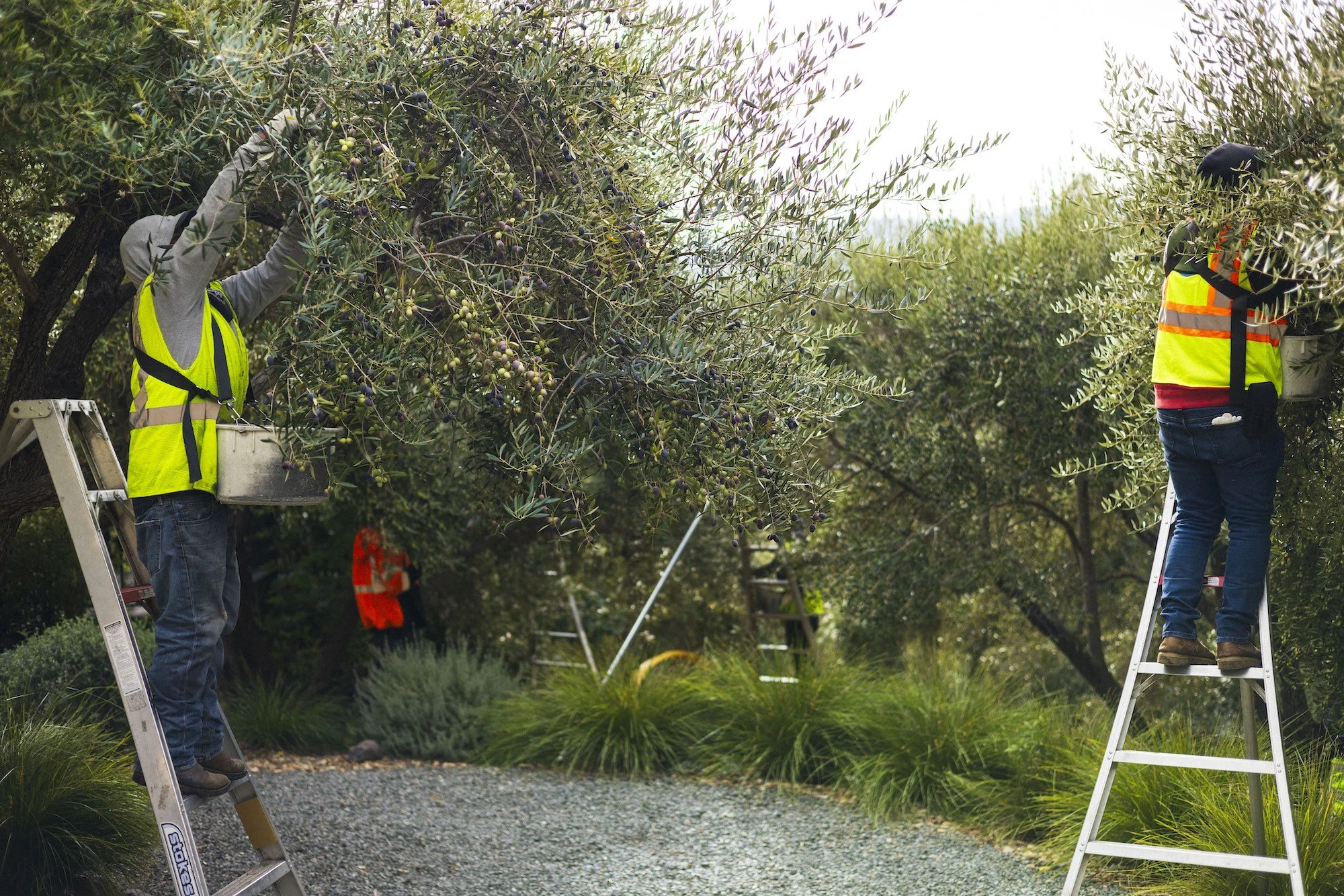 Olive oil harvest at Auberge du Soleil