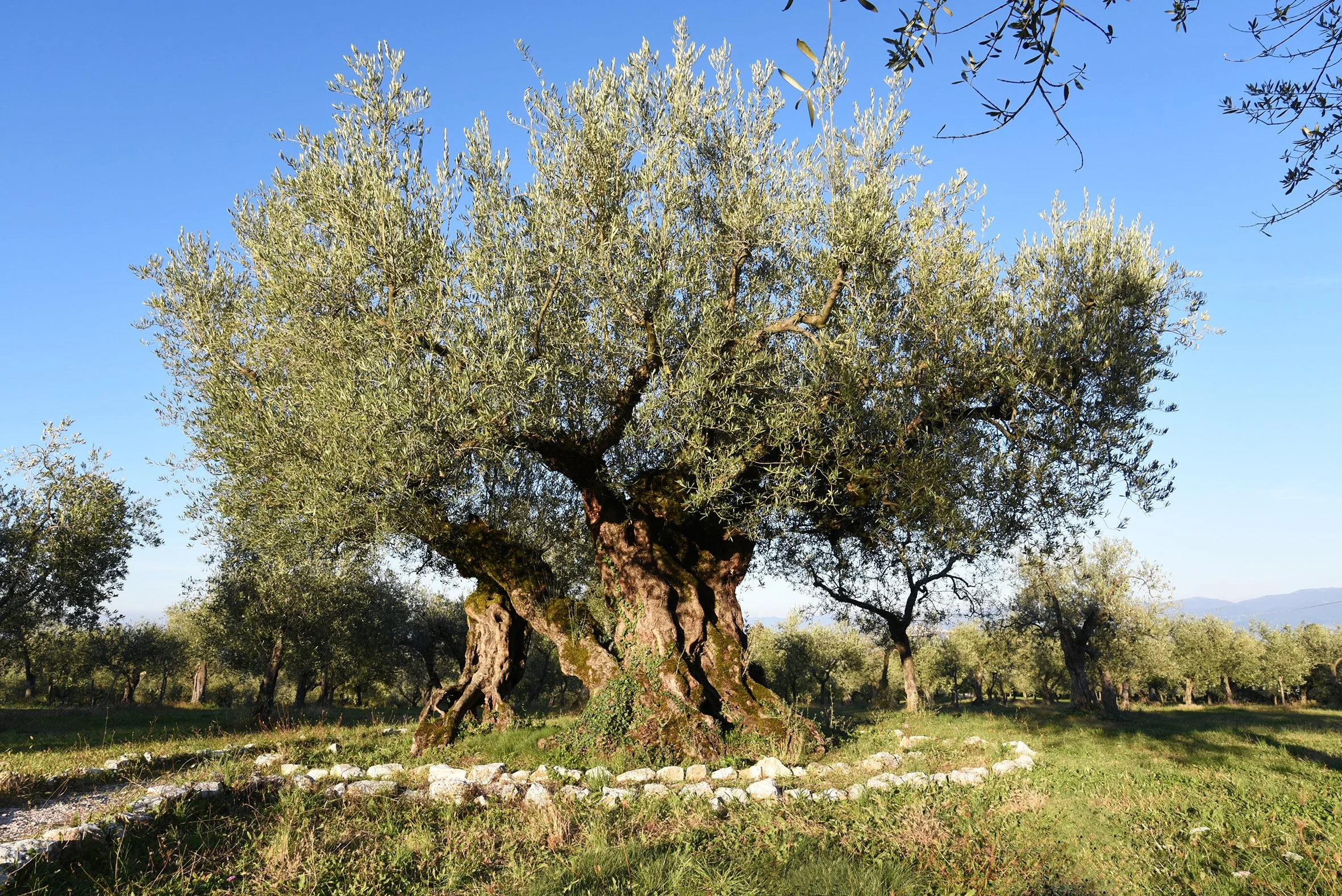 The Olive Tree of Macciano