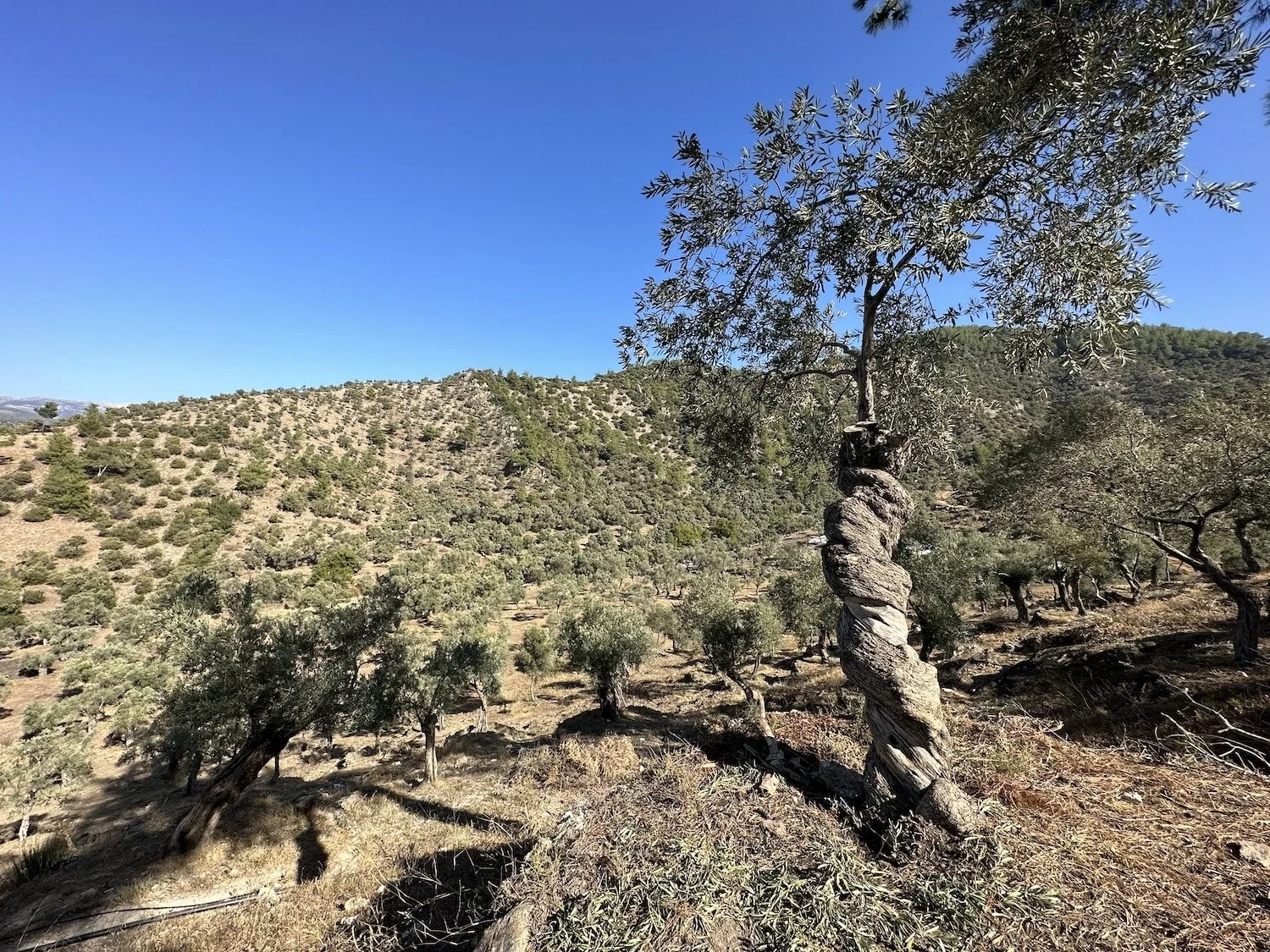 A Memecik olive tree in the Aegean region of Türkiye