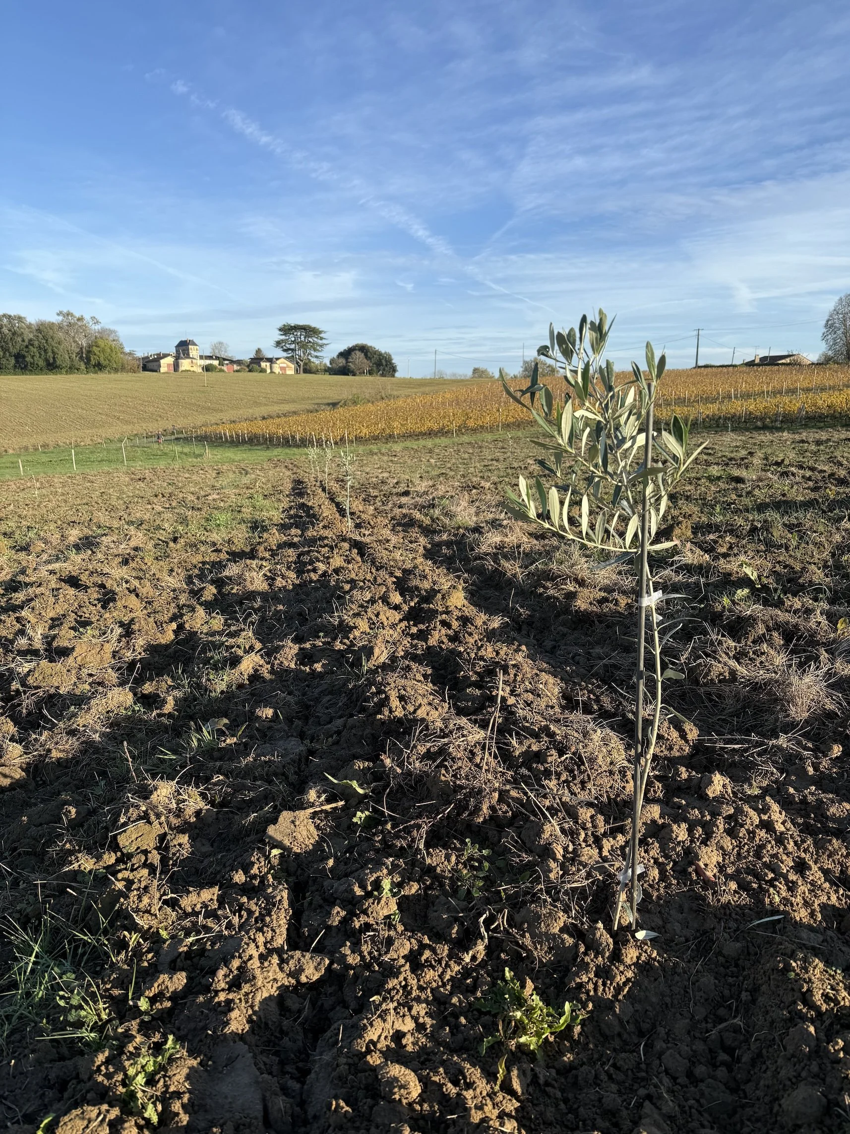 Olive tree growing at Chateau Carsin