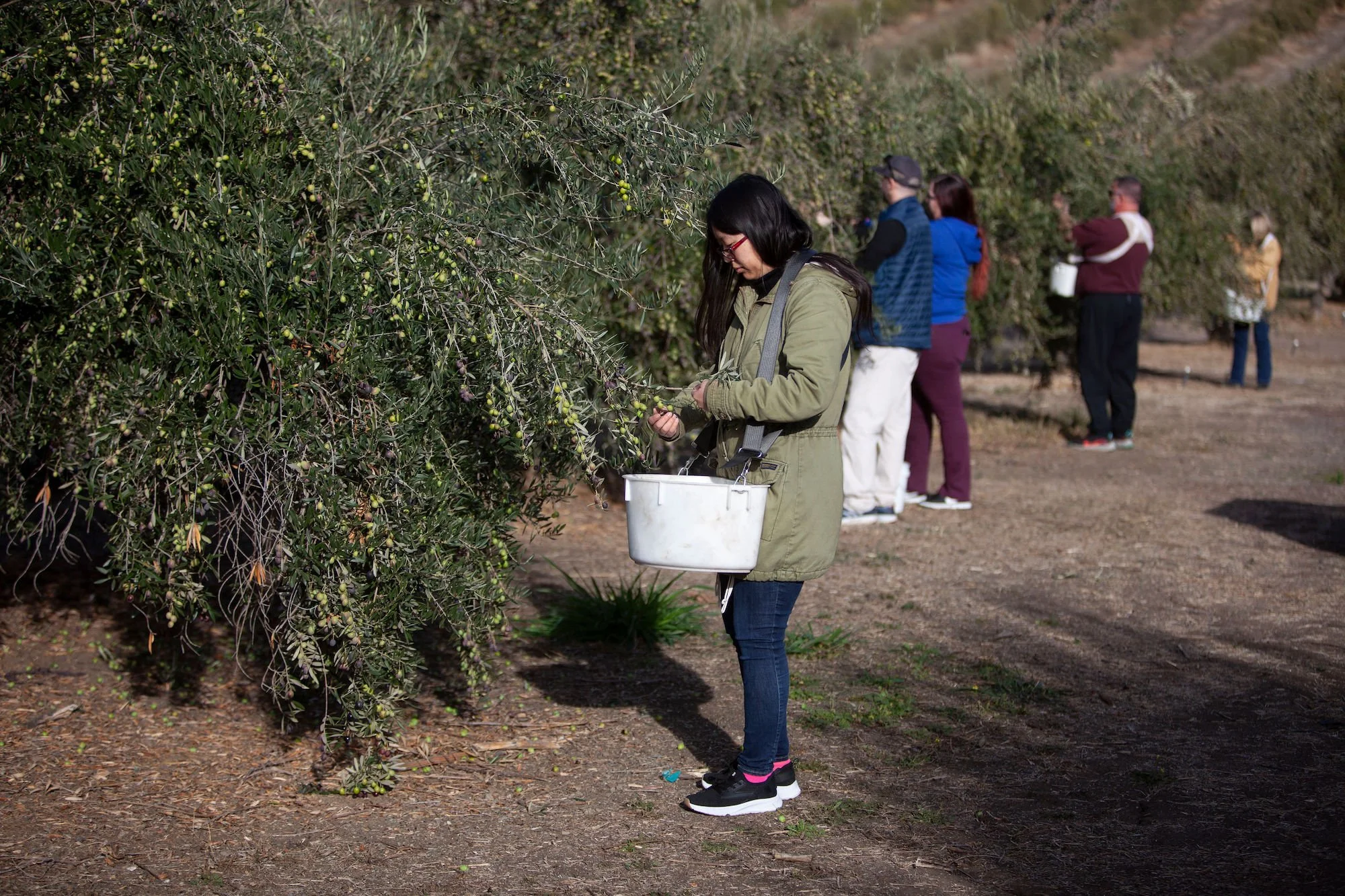DeAnza Club members picking olives at harvest