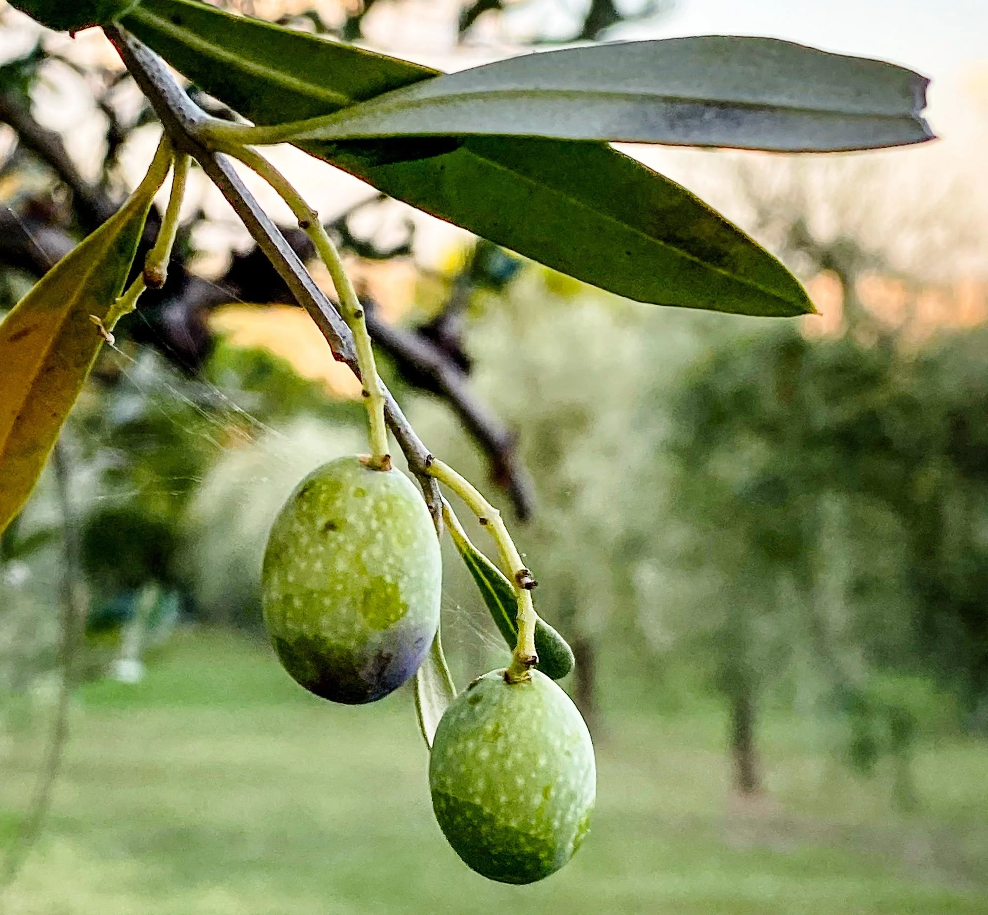 Olives on the tree at Alessandro Capitoni’s farm
