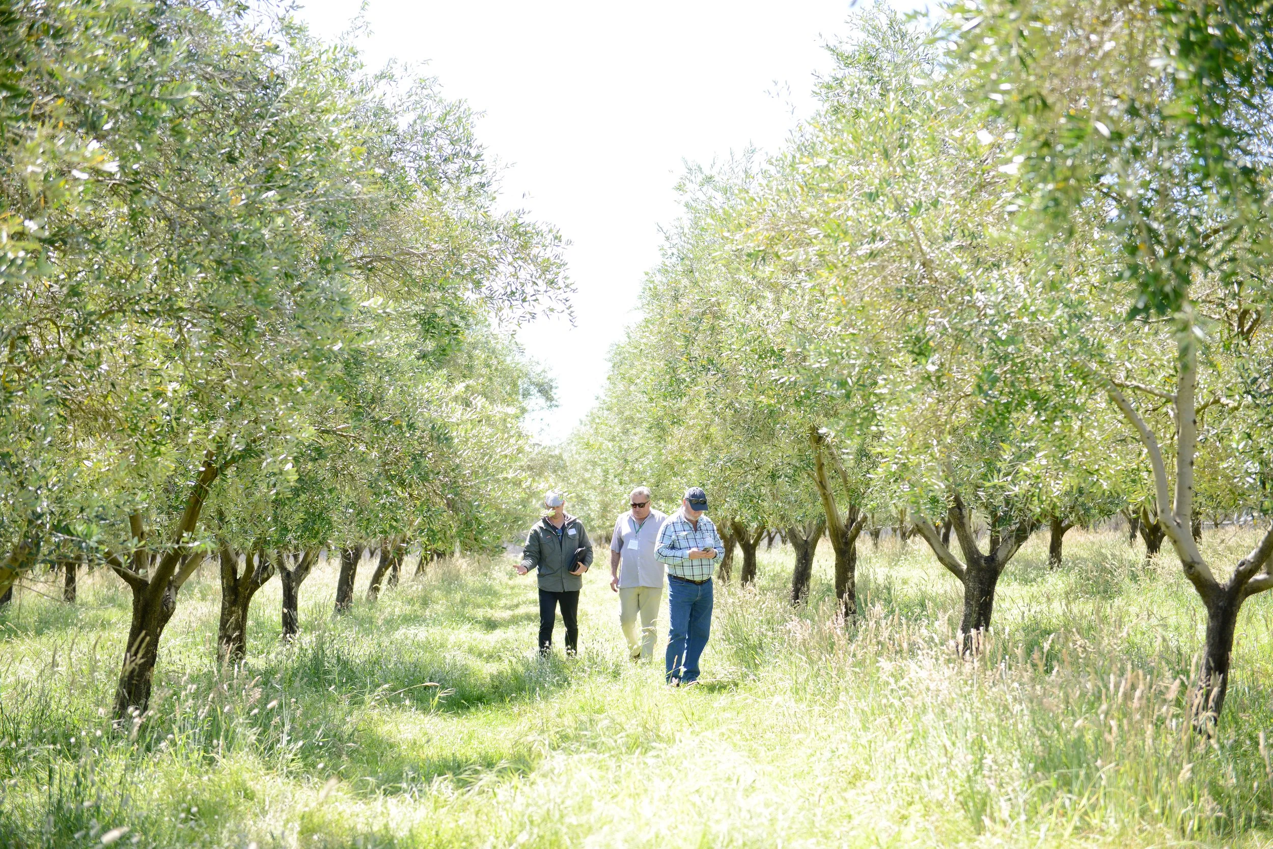 Olive groves in Australia