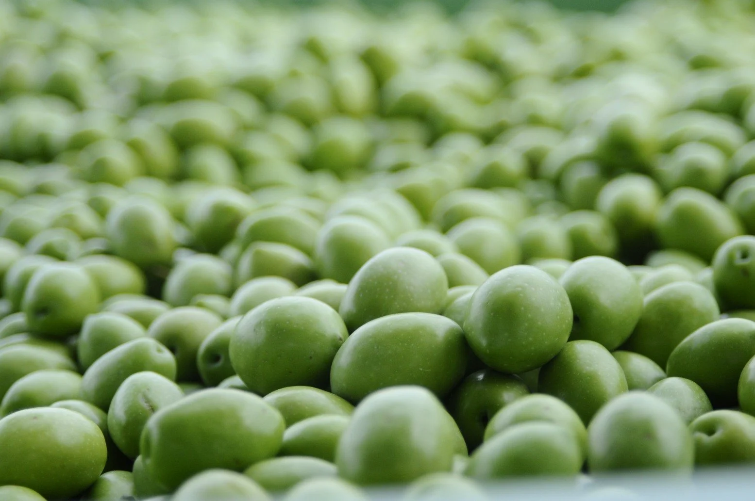 The Olive Oil of Halkidiki Home of Greece’s Big Green Olives The