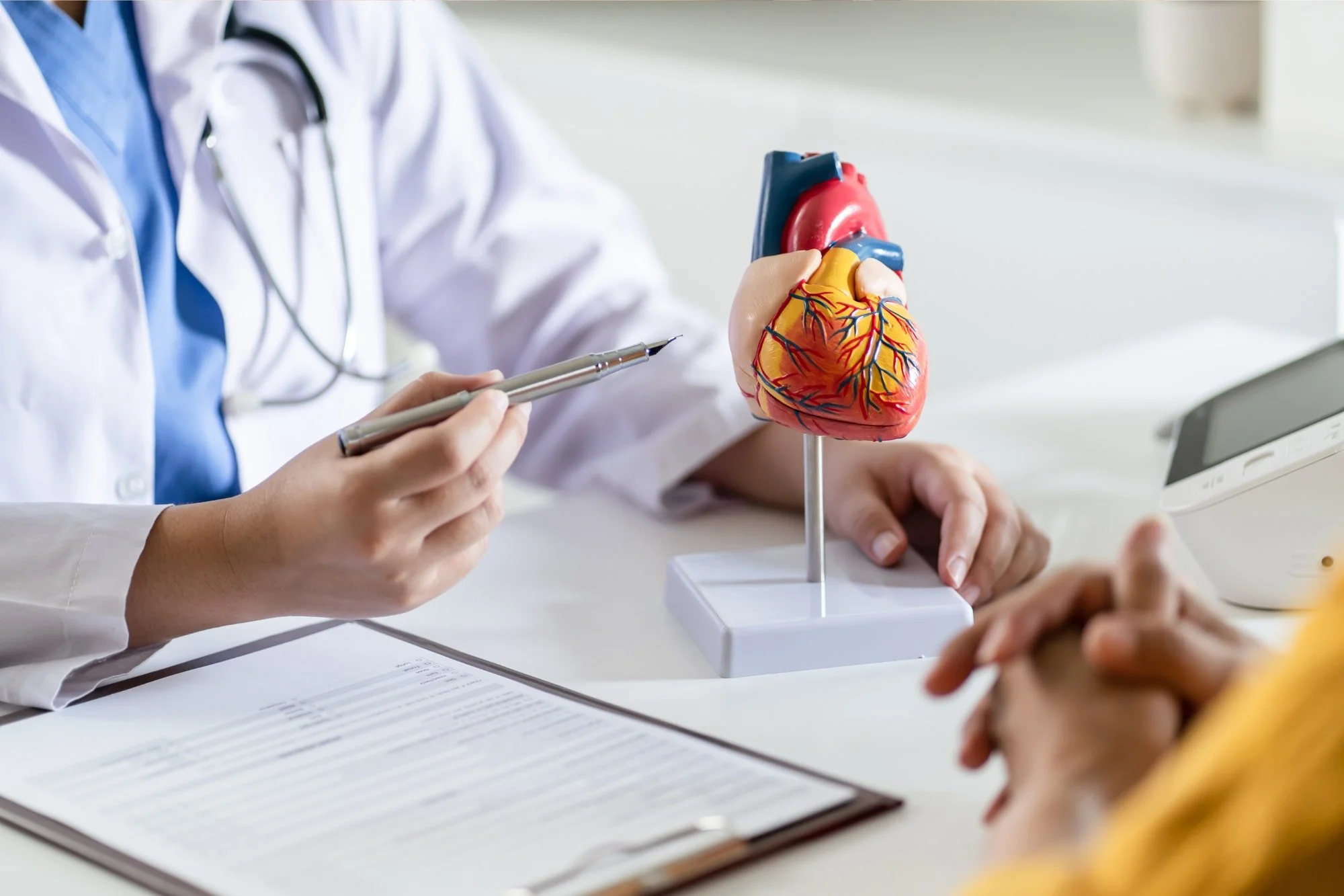 Model of heart