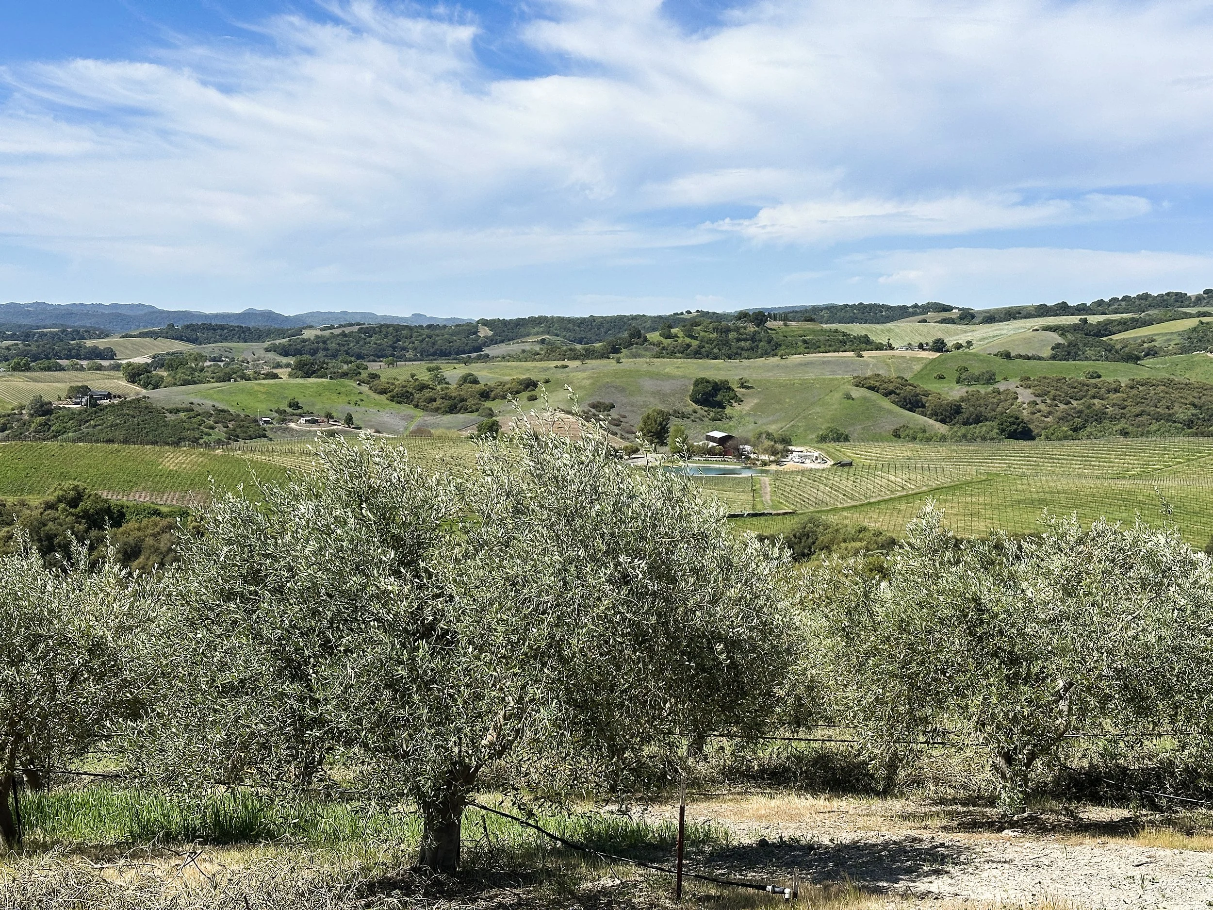 View at Kiler Ridge Olive Farm