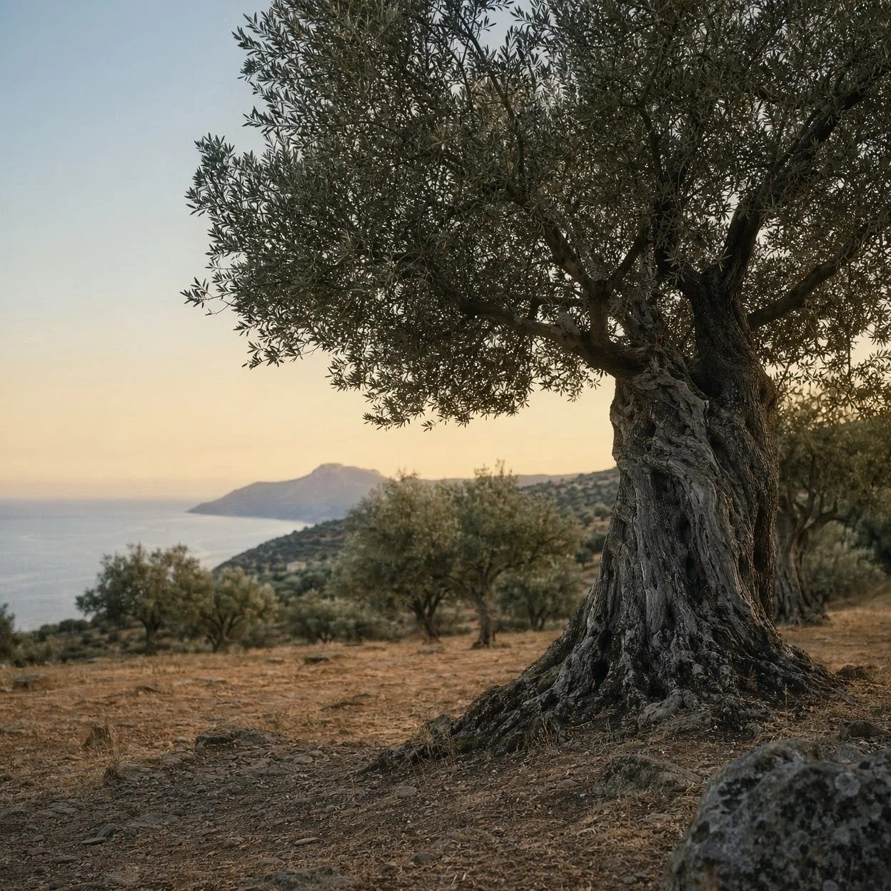 An ancient olive tree