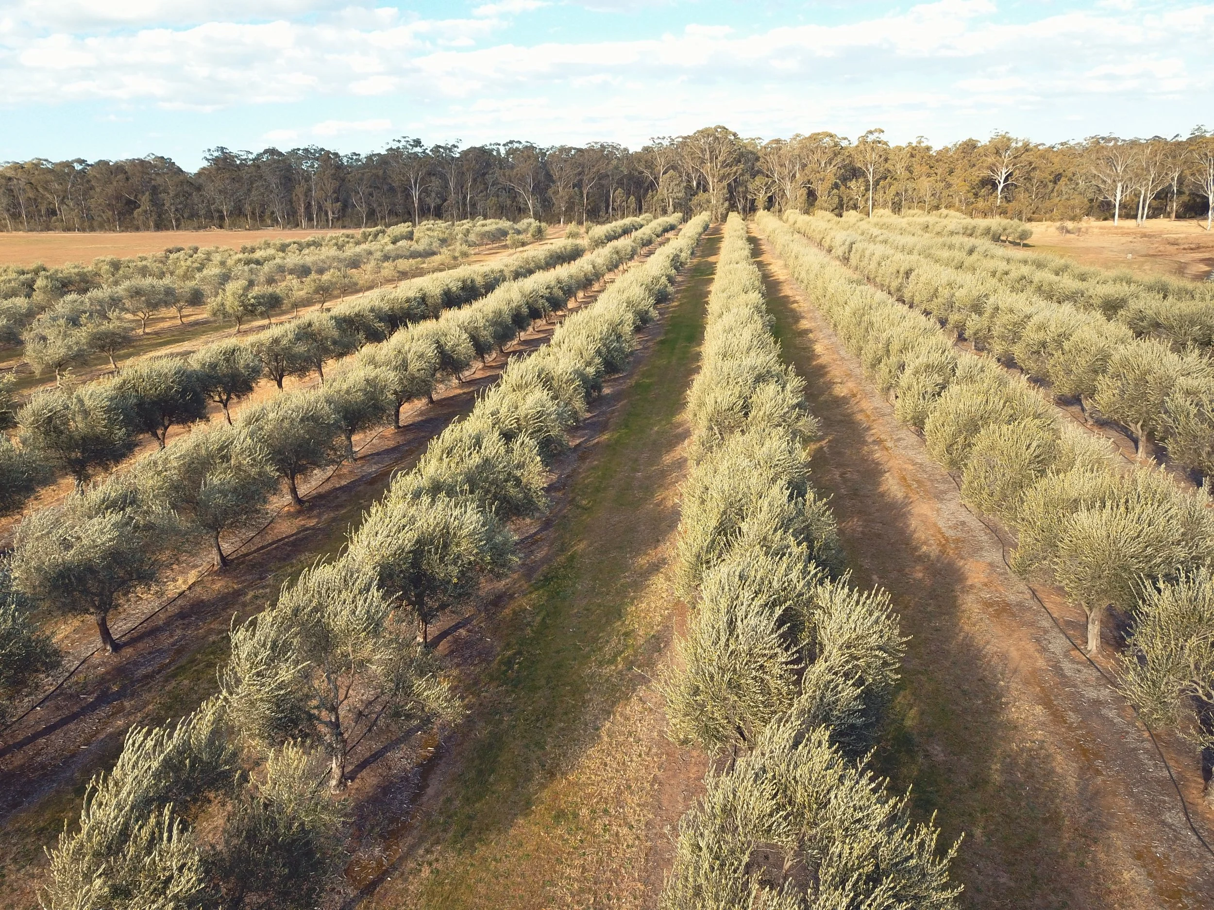 Australian olive grove