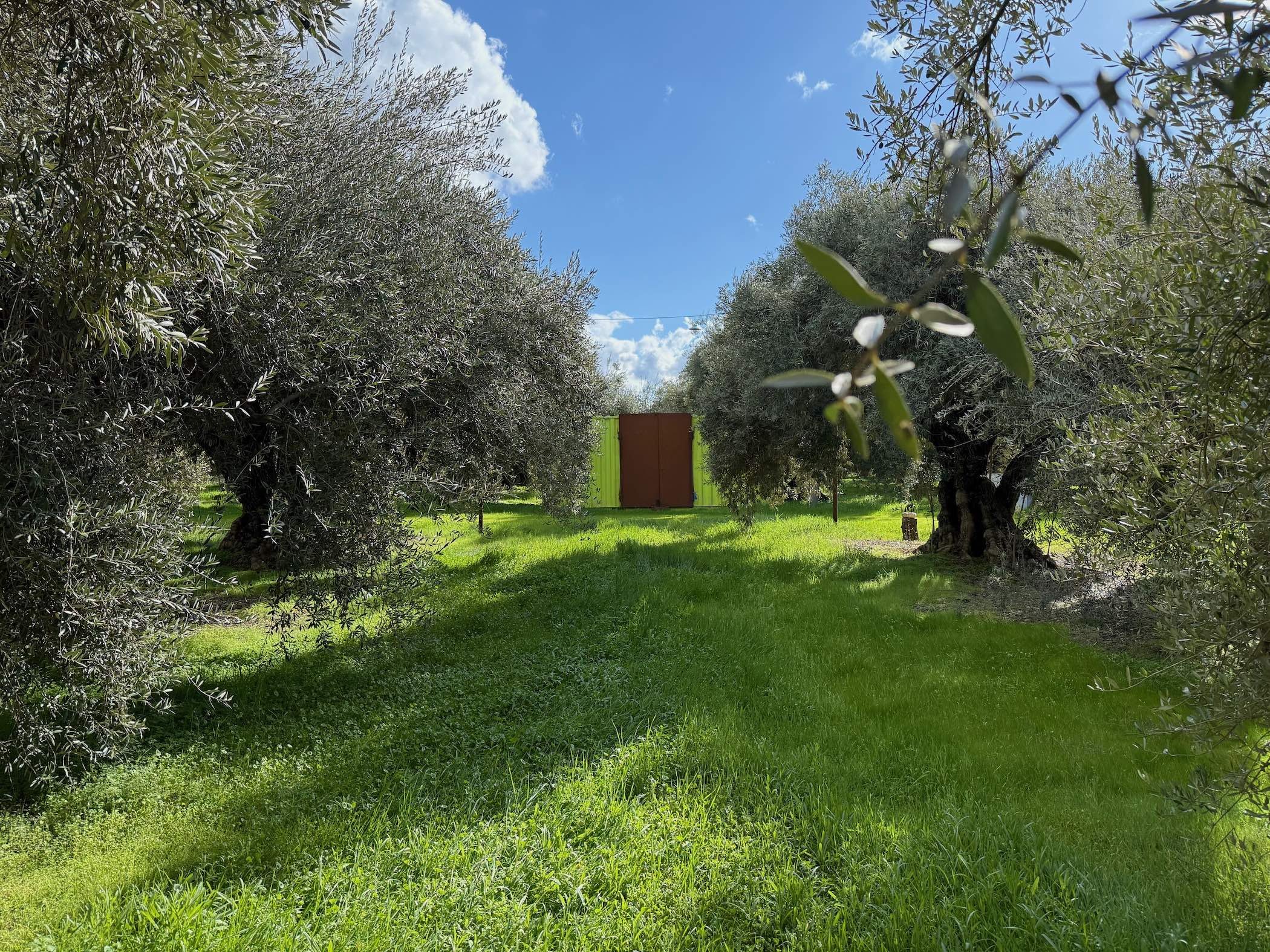 The olive groves today