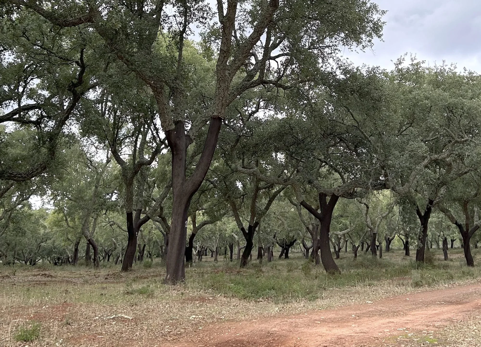 An olive grove in Alentejo