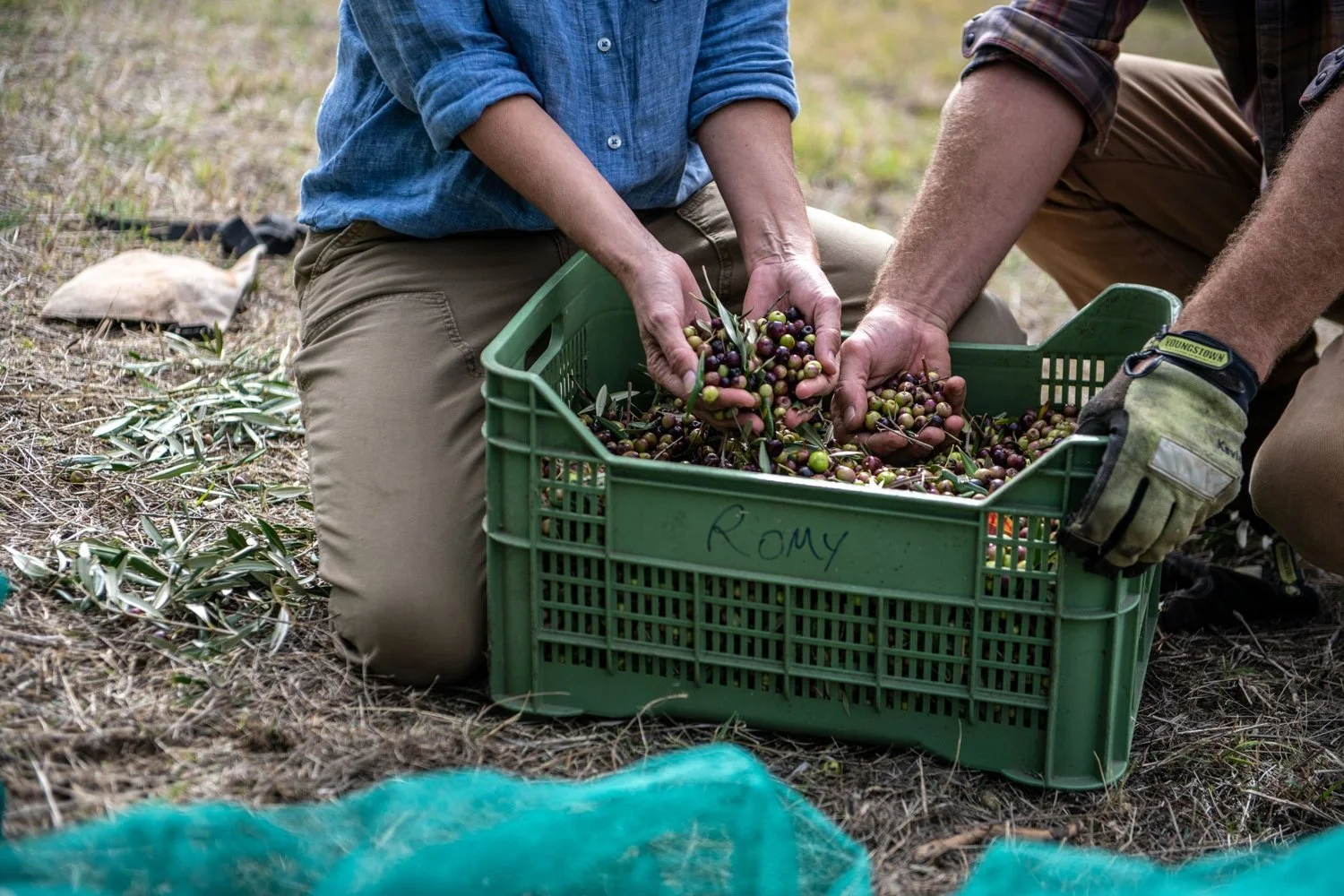 Hand harvesting olives