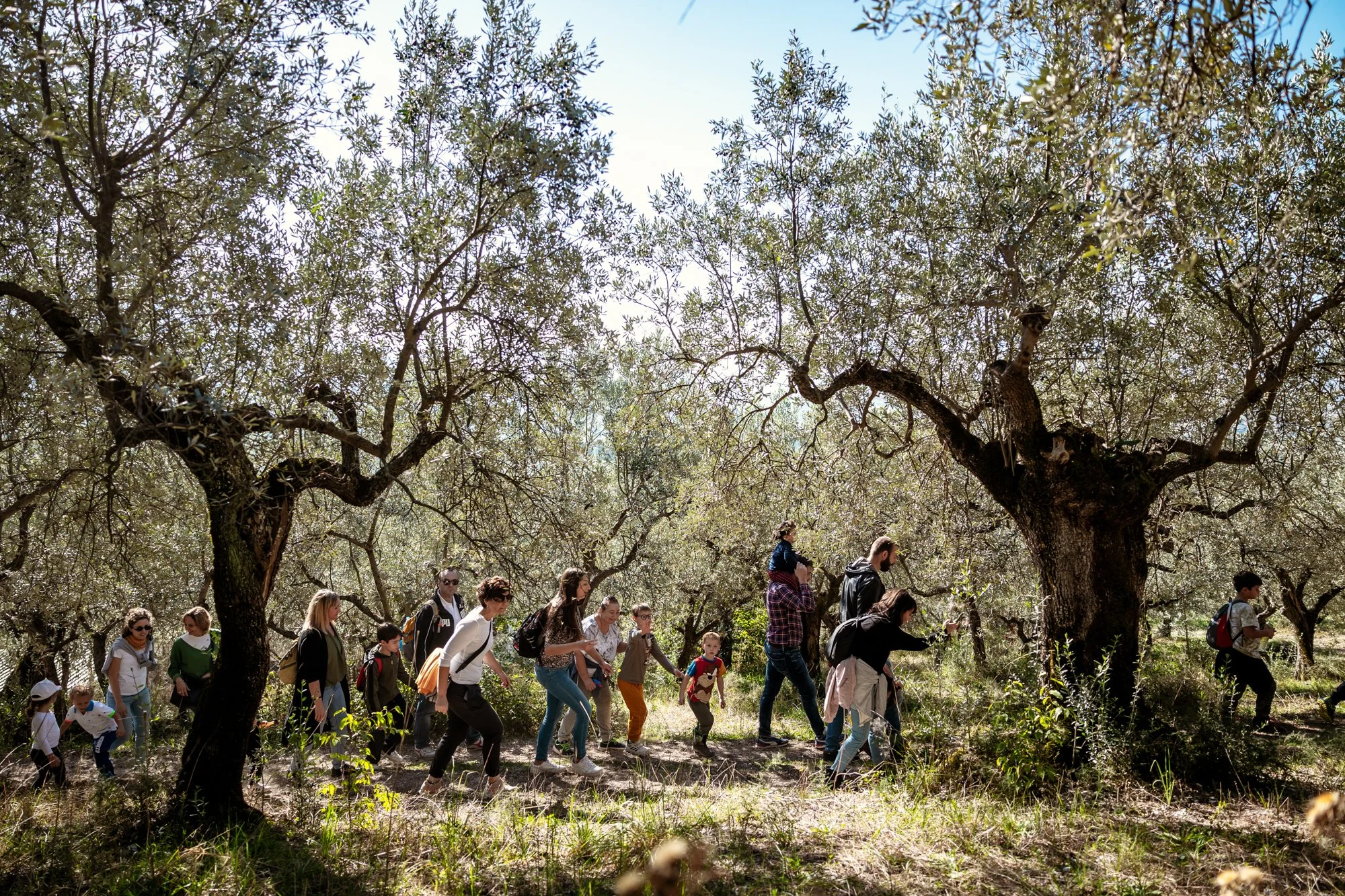 Olive trees at  Frantoi Aperti