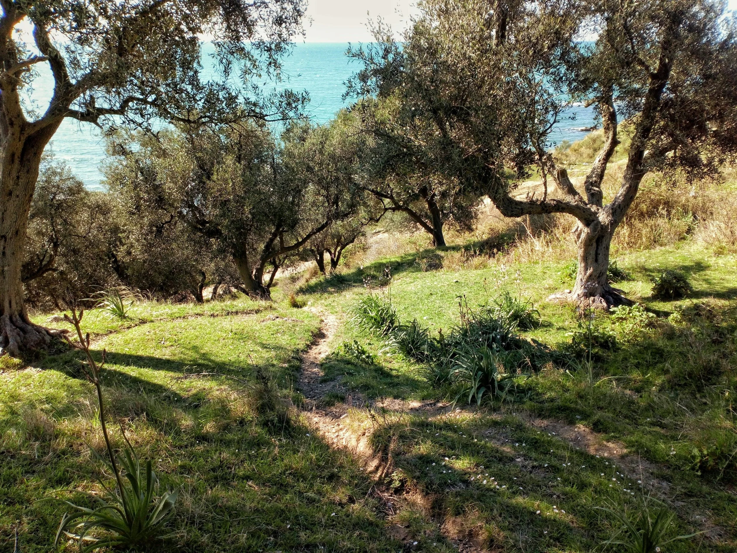 Olive groves in the Mediterranean