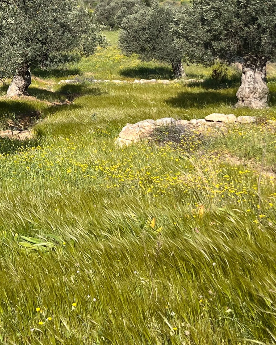 Ancient olive grove