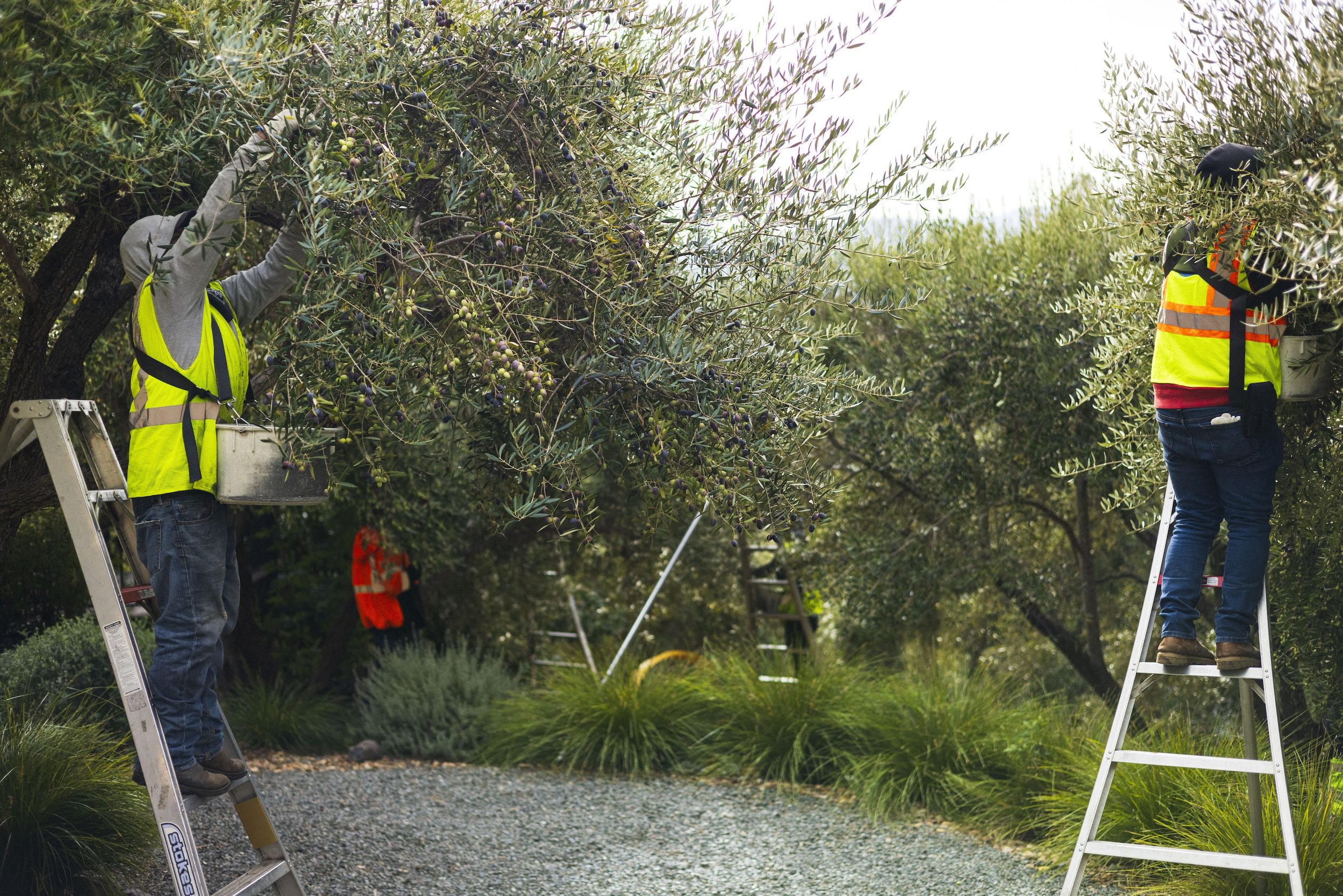 Gathering olives at a grove