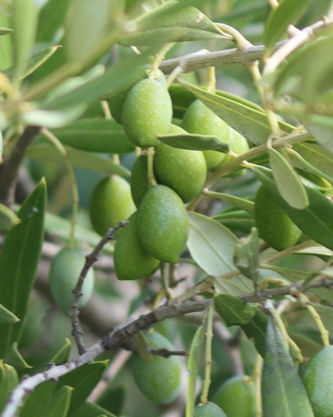 Olives growing