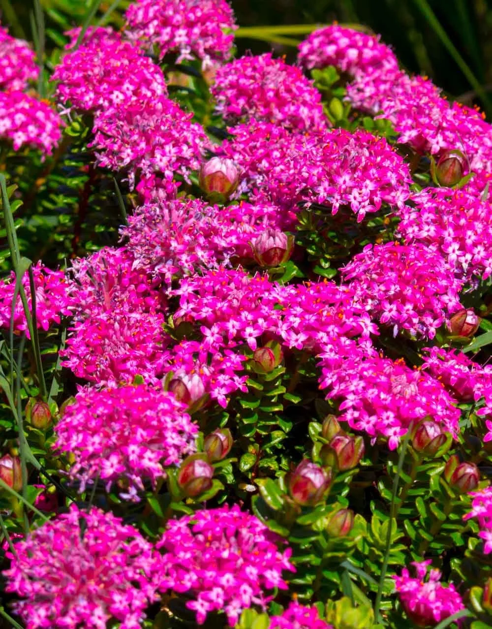 Firewood Banksia Dwarf Banksia menziesii Snippy's Yard Perth