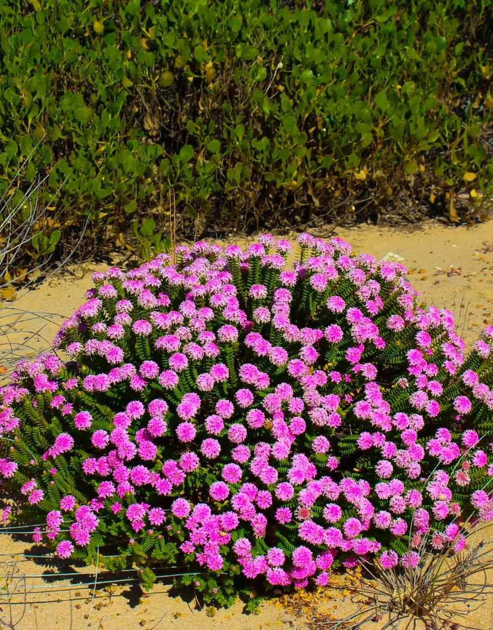 Firewood Banksia Dwarf Banksia menziesii Snippy's Yard Perth