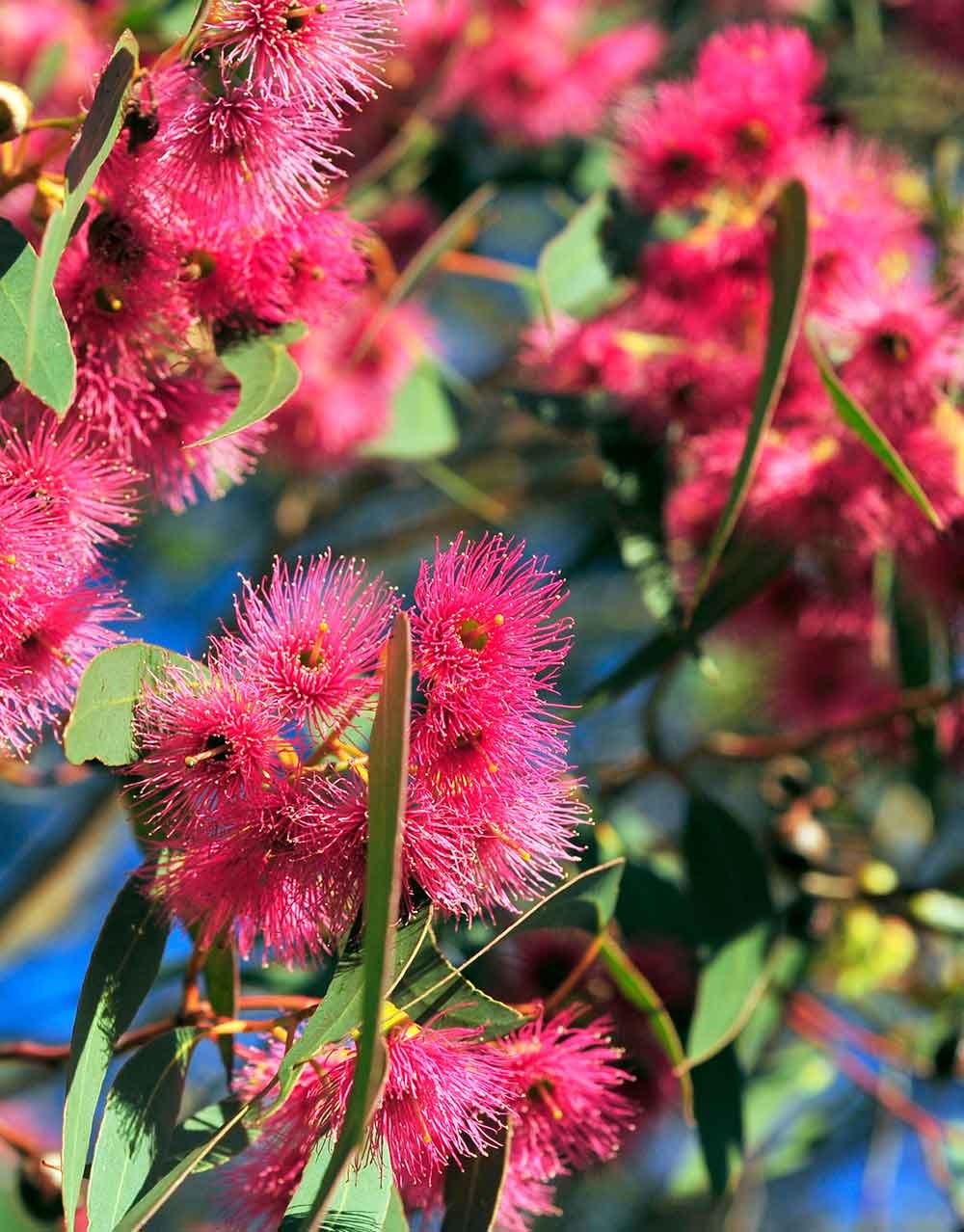 Red Flowering Gum, Corymbia ficifolia, Snippy's Yard