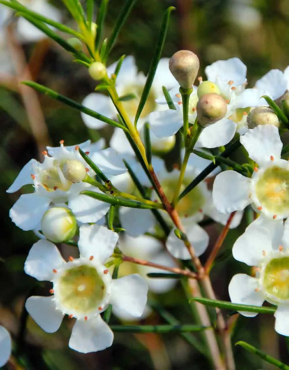 Geraldton Wax Morning Delight Chamelaucium hybrid Snippy's Yard